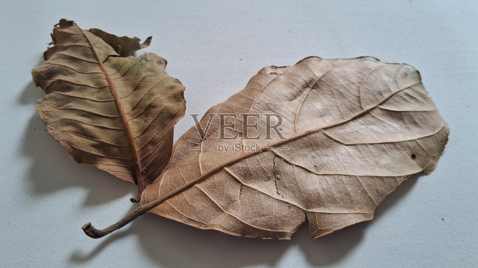 白色背景上的干枯落叶照片摄影图片