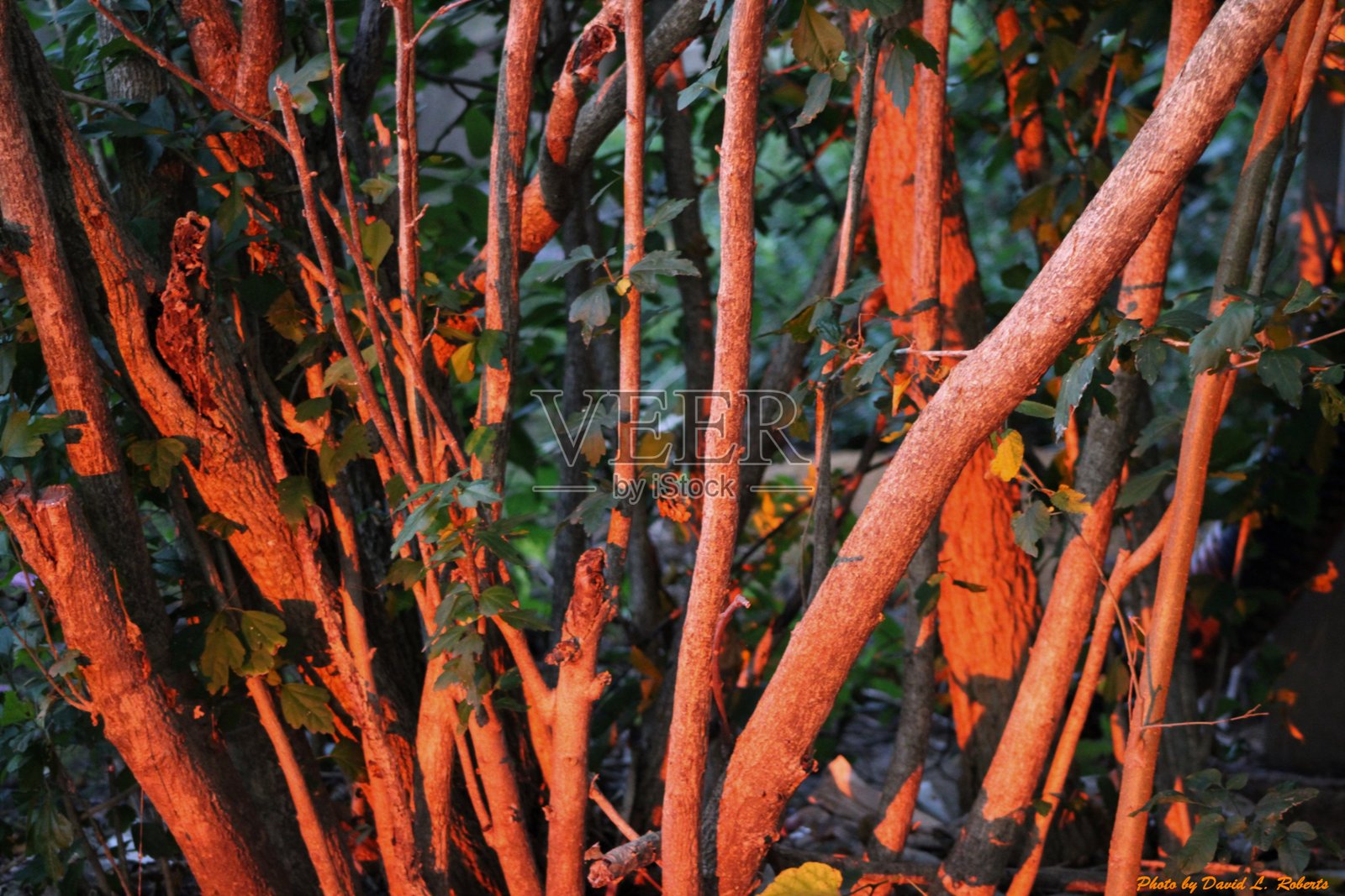 阳光下的树木照片摄影图片