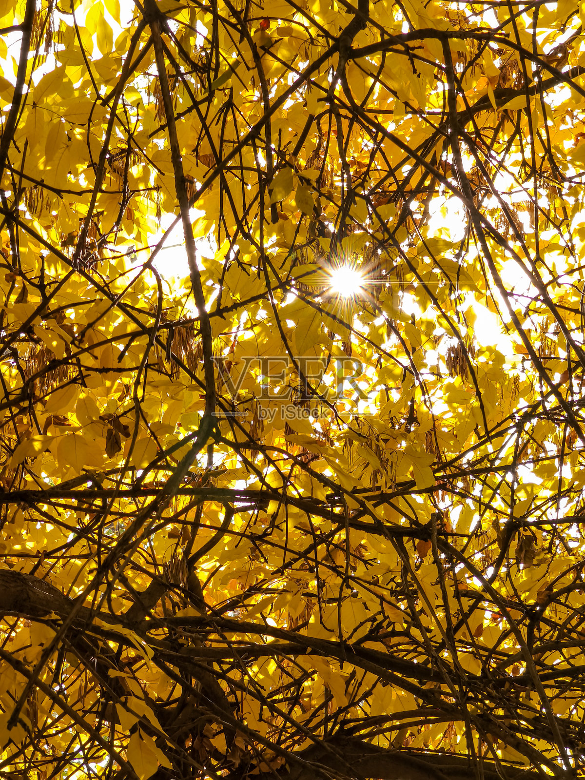 阳光透过金黄的秋叶照片摄影图片