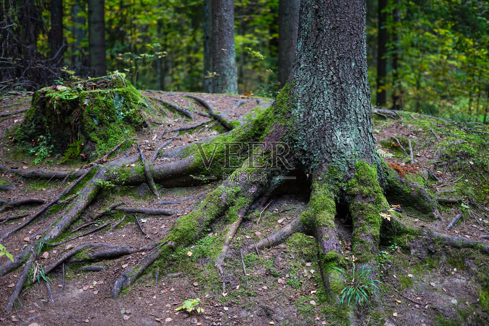 长满苔藓的树根和树桩照片摄影图片