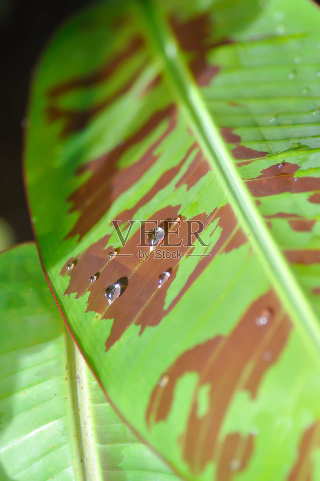 香蕉树，血芭蕉或矮马铃薯或芭蕉或雨滴照片摄影图片