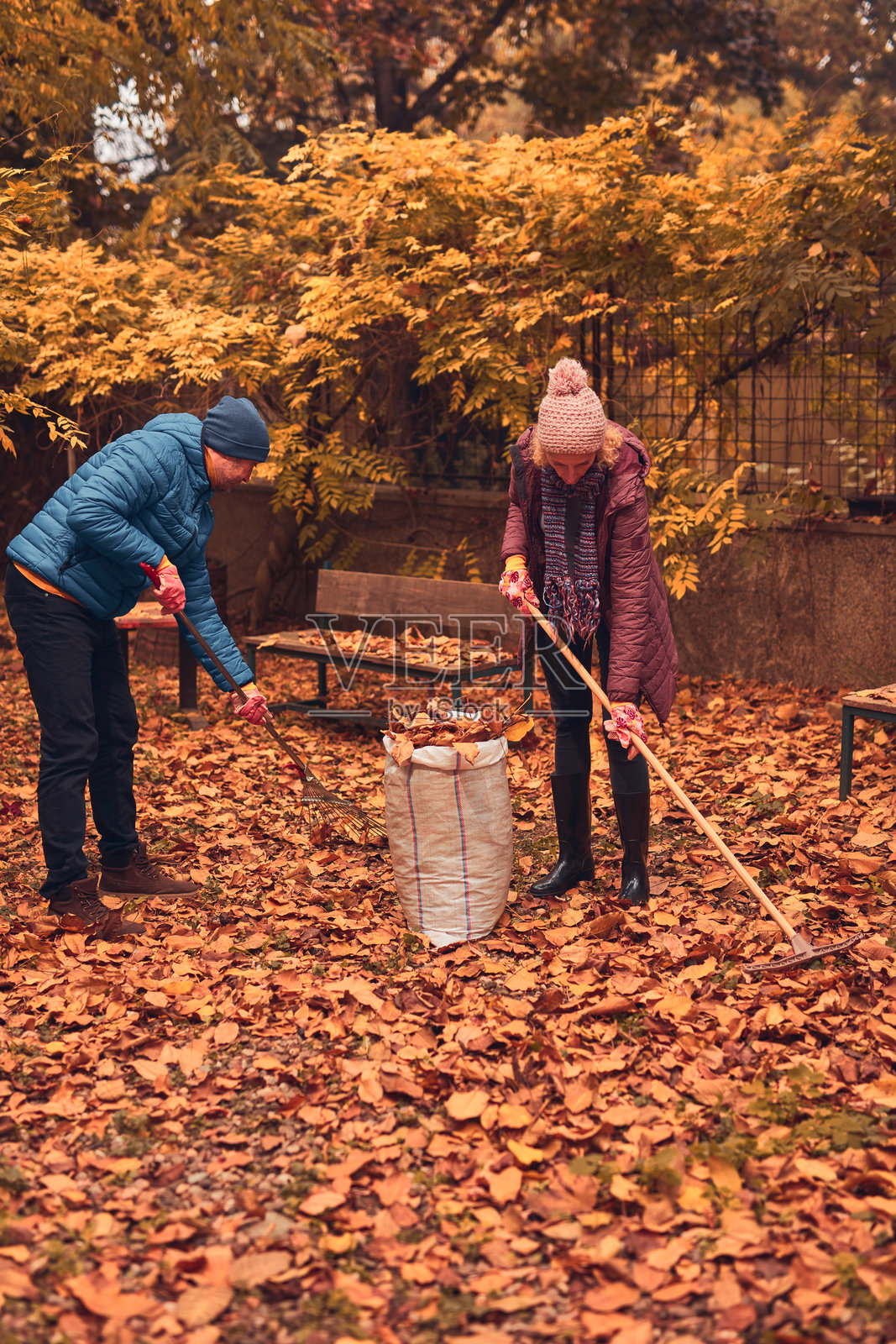 一男一女正在清理花园里掉落的秋叶。照片摄影图片