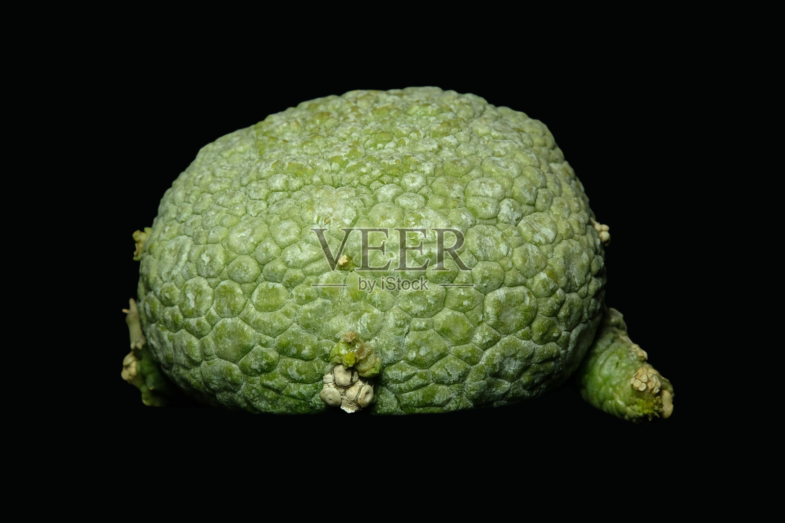 近距离侧视图，展示了假石头仙人掌 (Pseudolithos migiurtinus)。黑色背景，独立。照片摄影图片