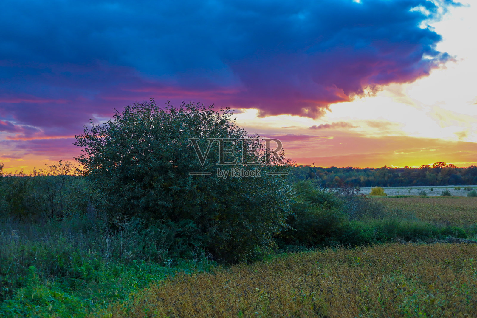 壮丽的日落或日出，深紫蓝色的云彩与炽热的橙黄色光芒形成鲜明对比。前景中，一片巨大的灌木丛和一片农作物田占据主导，勾勒出一派乡村风光。照片摄影图片