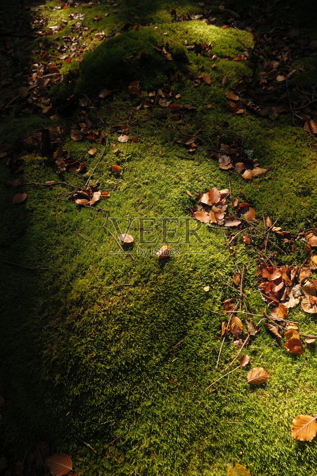 森林地面上覆盖着茂密的绿色苔藓，散落着秋叶，阳光斑驳照片摄影图片