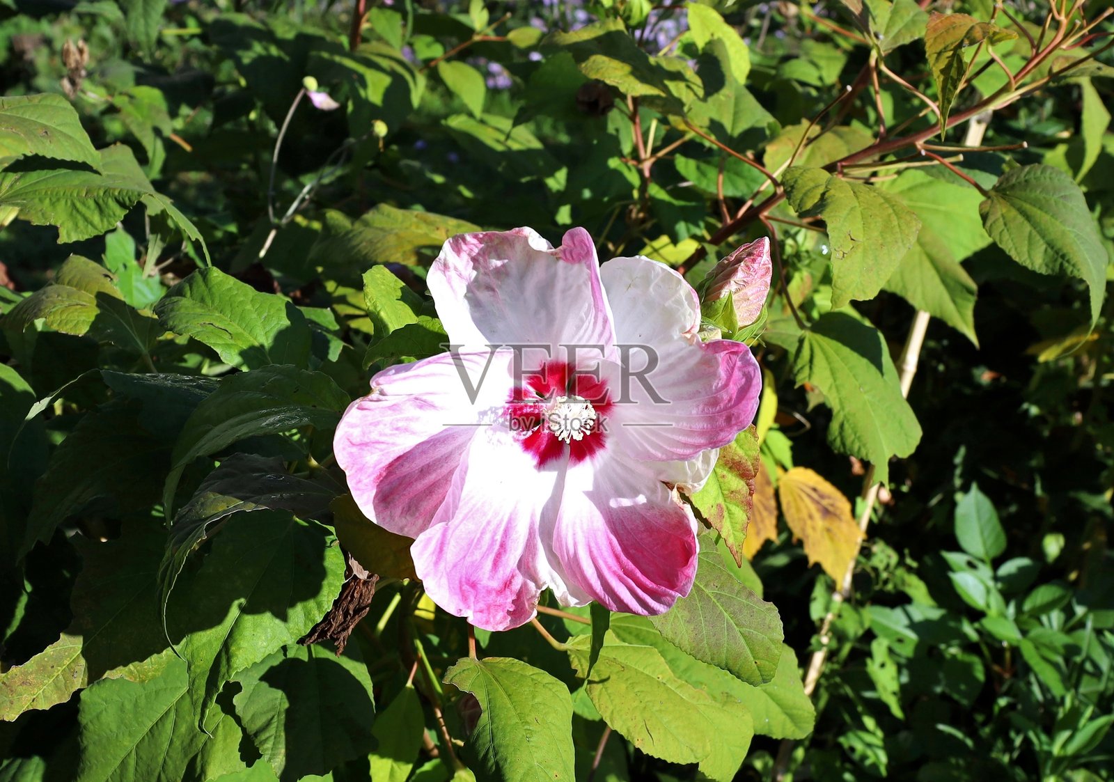 粉白色的芙蓉（Hibiscus moscheutos）或玫瑰锦葵照片摄影图片