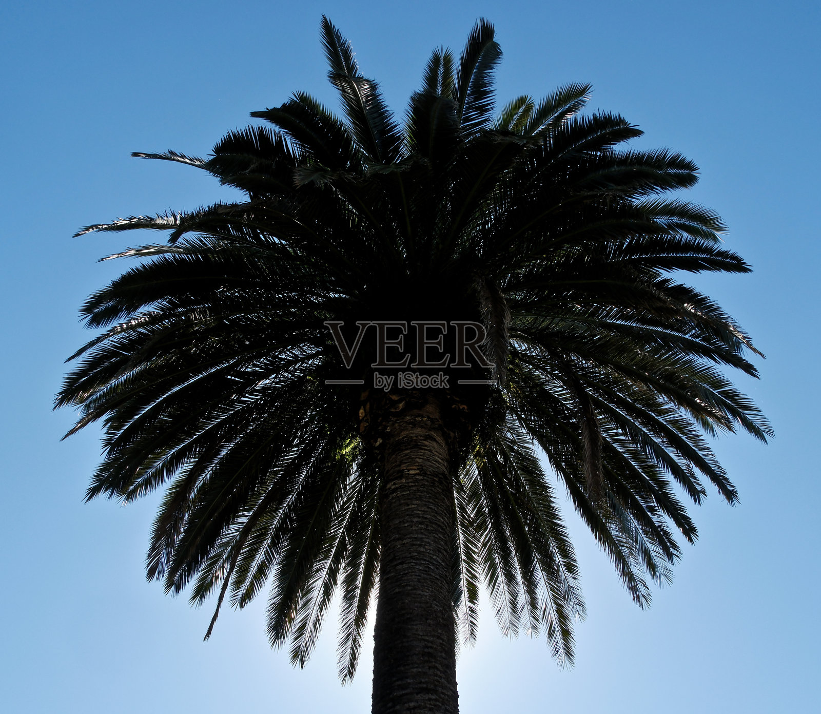 阳光明媚的夏日，蓝天映衬下的棕榈树。公园里，绿叶的棕榈树在蓝天背景下。照片摄影图片