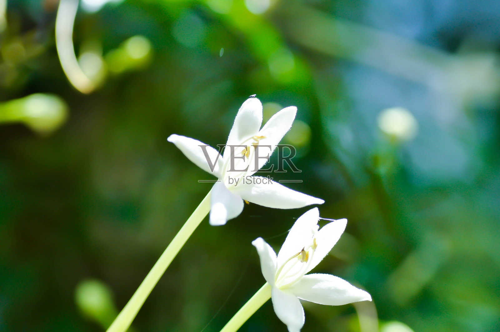 软木树，印度软木树，或印度茉莉，紫葳科，白花照片摄影图片