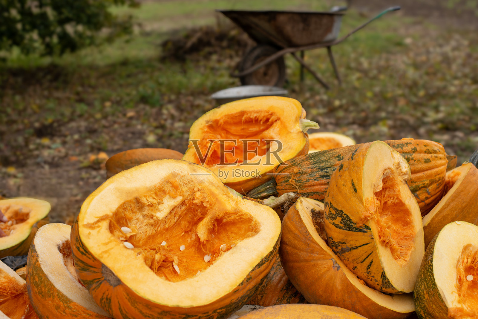 南瓜收割，丰收季，秋季庆典，户外场景，手推车，农业照片摄影图片