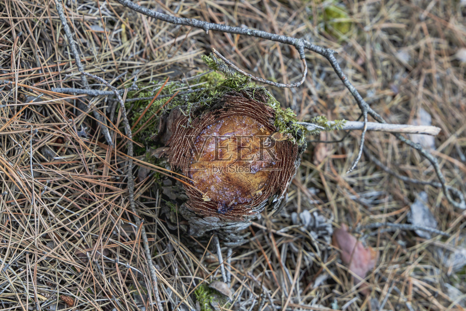 被砍伐的松树剩余部分的俯视图照片摄影图片