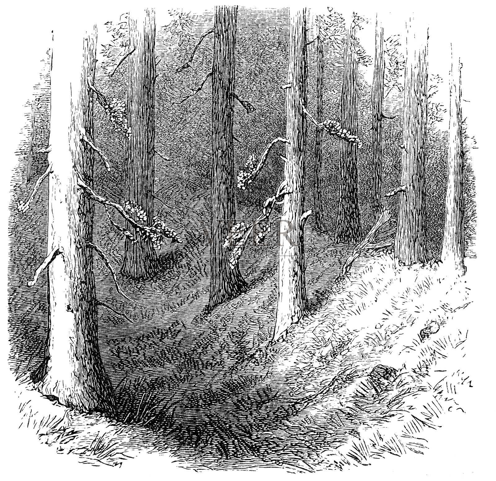 加州红杉带，糖松插画图片素材