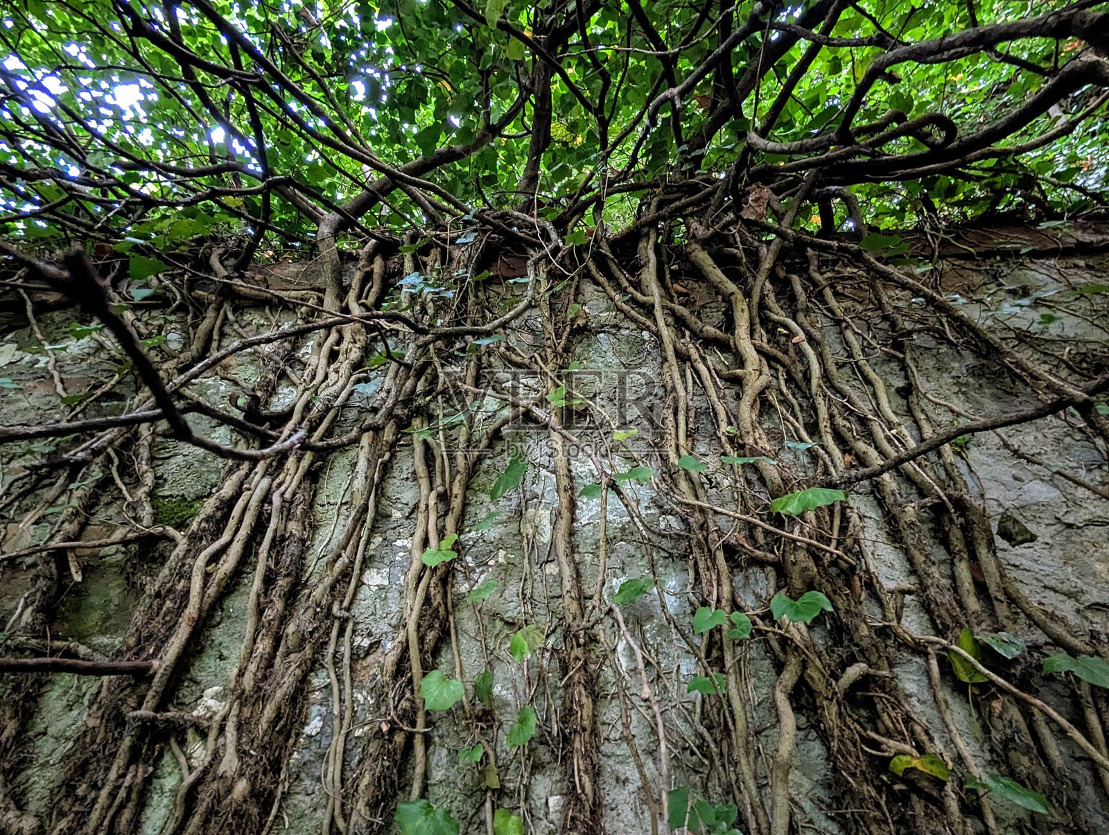 丛林照片摄影图片