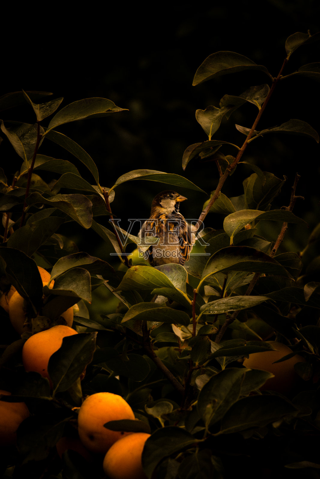 叶子间的小生命照片摄影图片