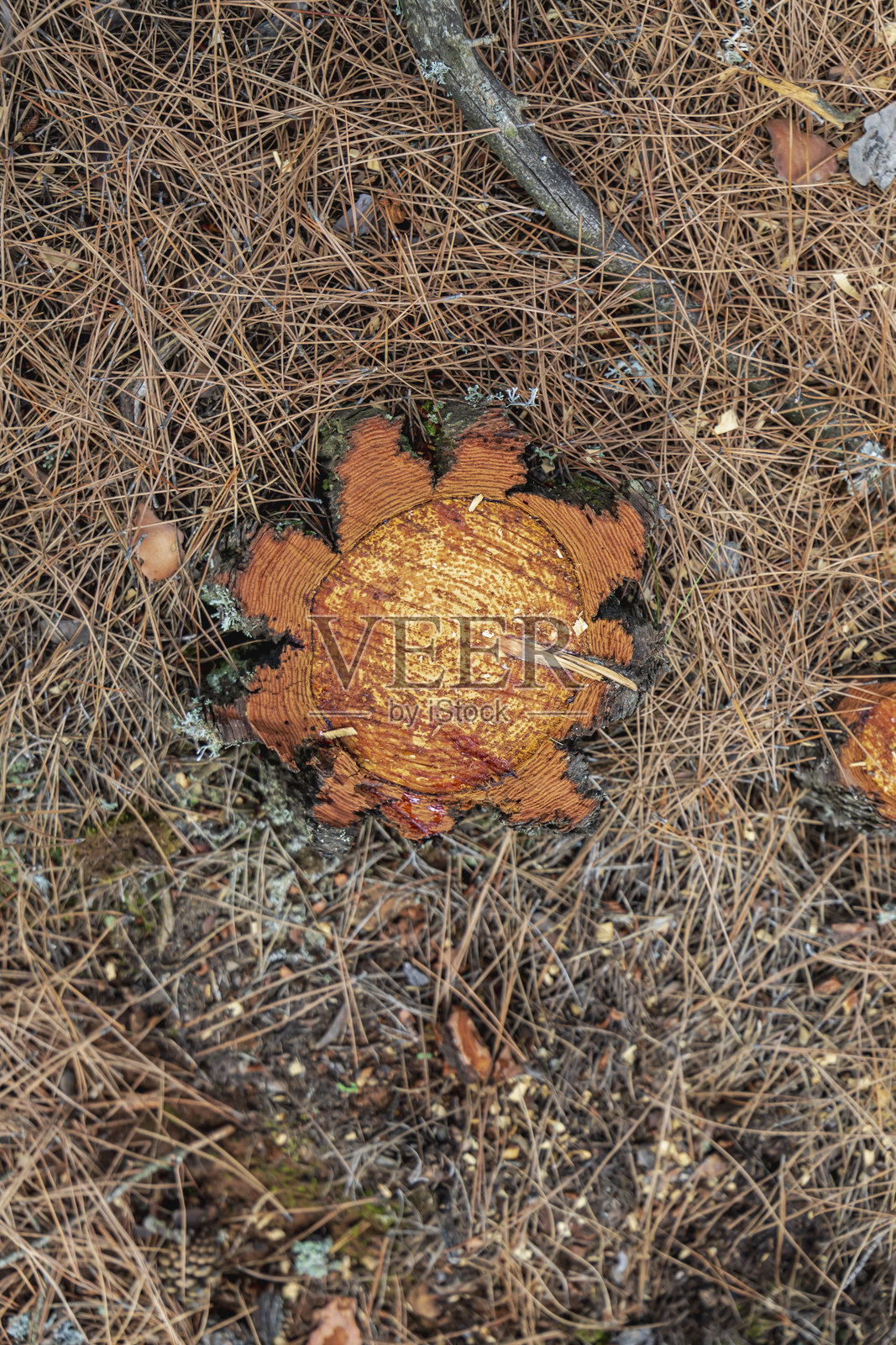 被砍伐松树剩余部分的俯视照片摄影图片
