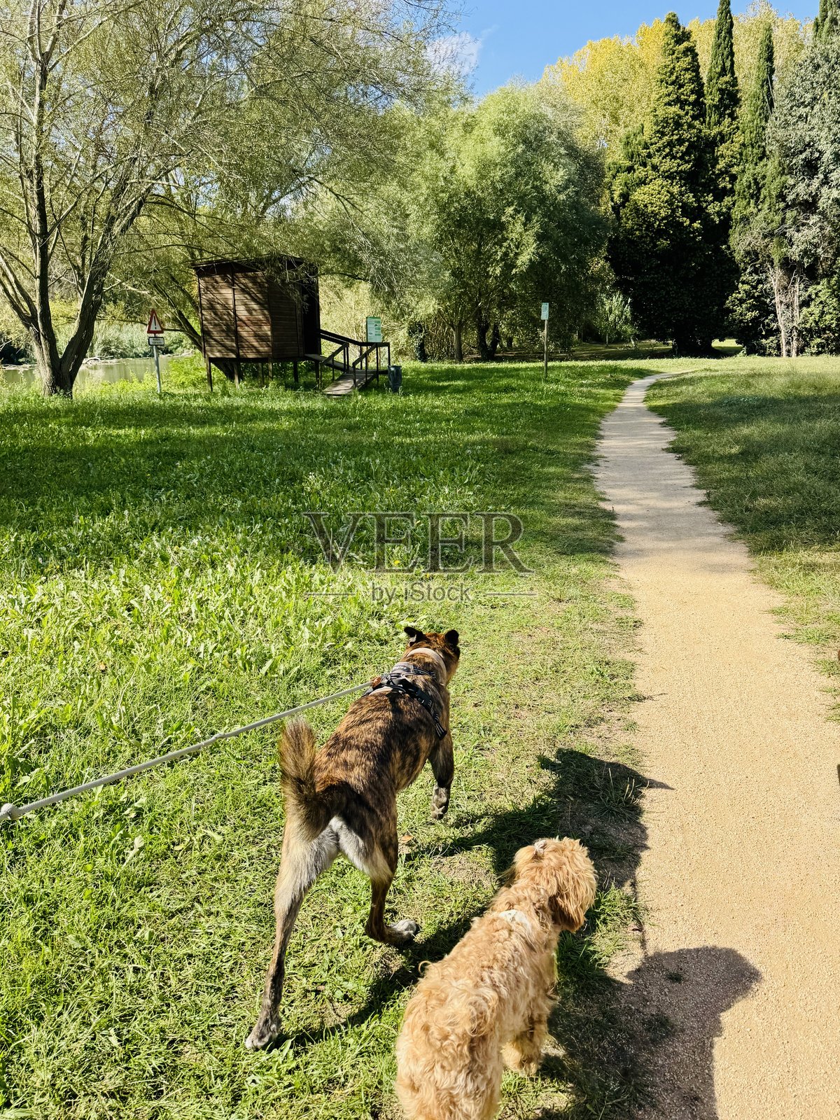 两只狗在绿意盎然的自然小径上散步，远处是野生动物观察屋照片摄影图片