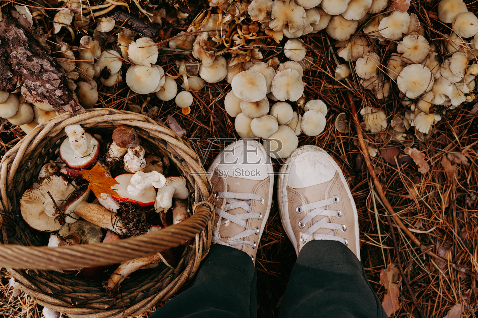 在森林地面上用编织篮采摘野生生蘑菇。一个人站在装满新鲜采摘的蘑菇的篮子上方，准备做成美味佳肴。采摘蘑菇者。照片摄影图片
