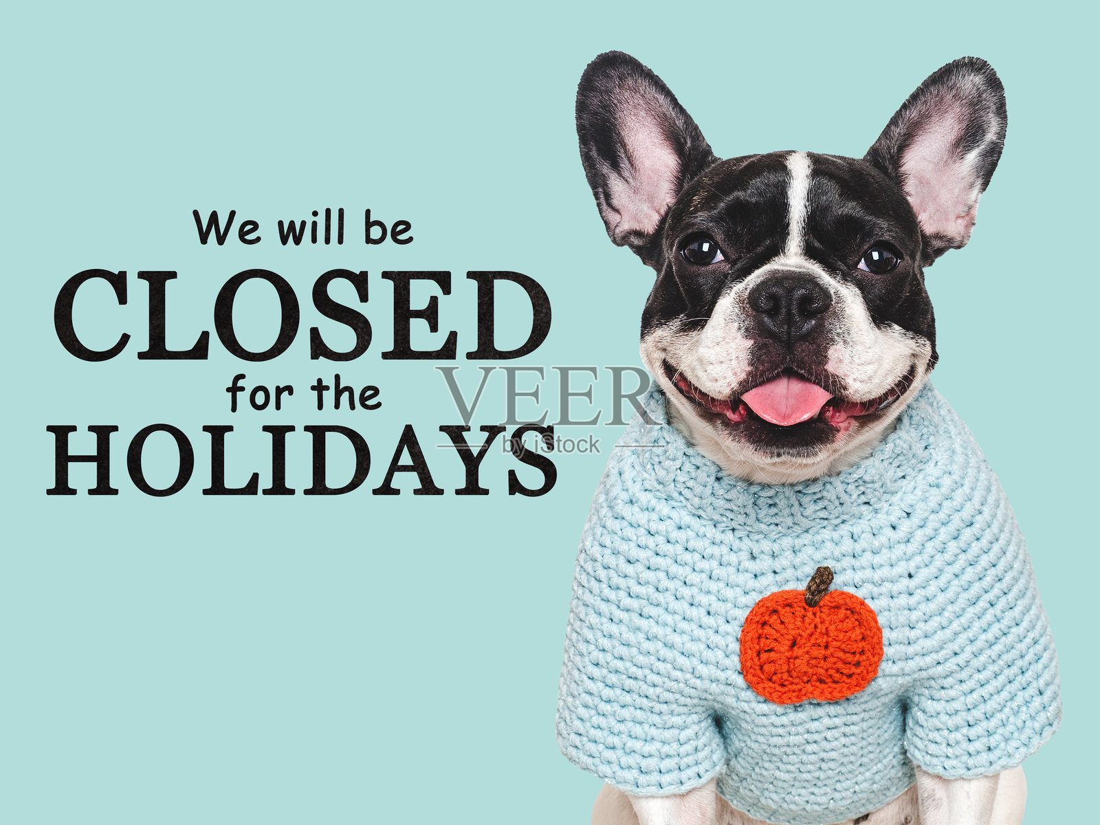 我们将因节日休假。可爱的狗狗照片摄影图片