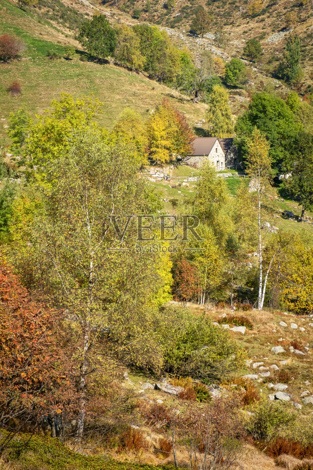 秋季的山地牧场。彩色图像。照片摄影图片
