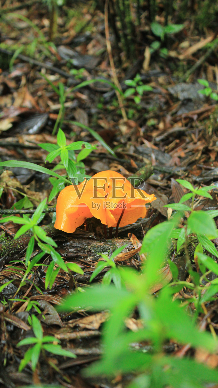 蘑菇照片摄影图片