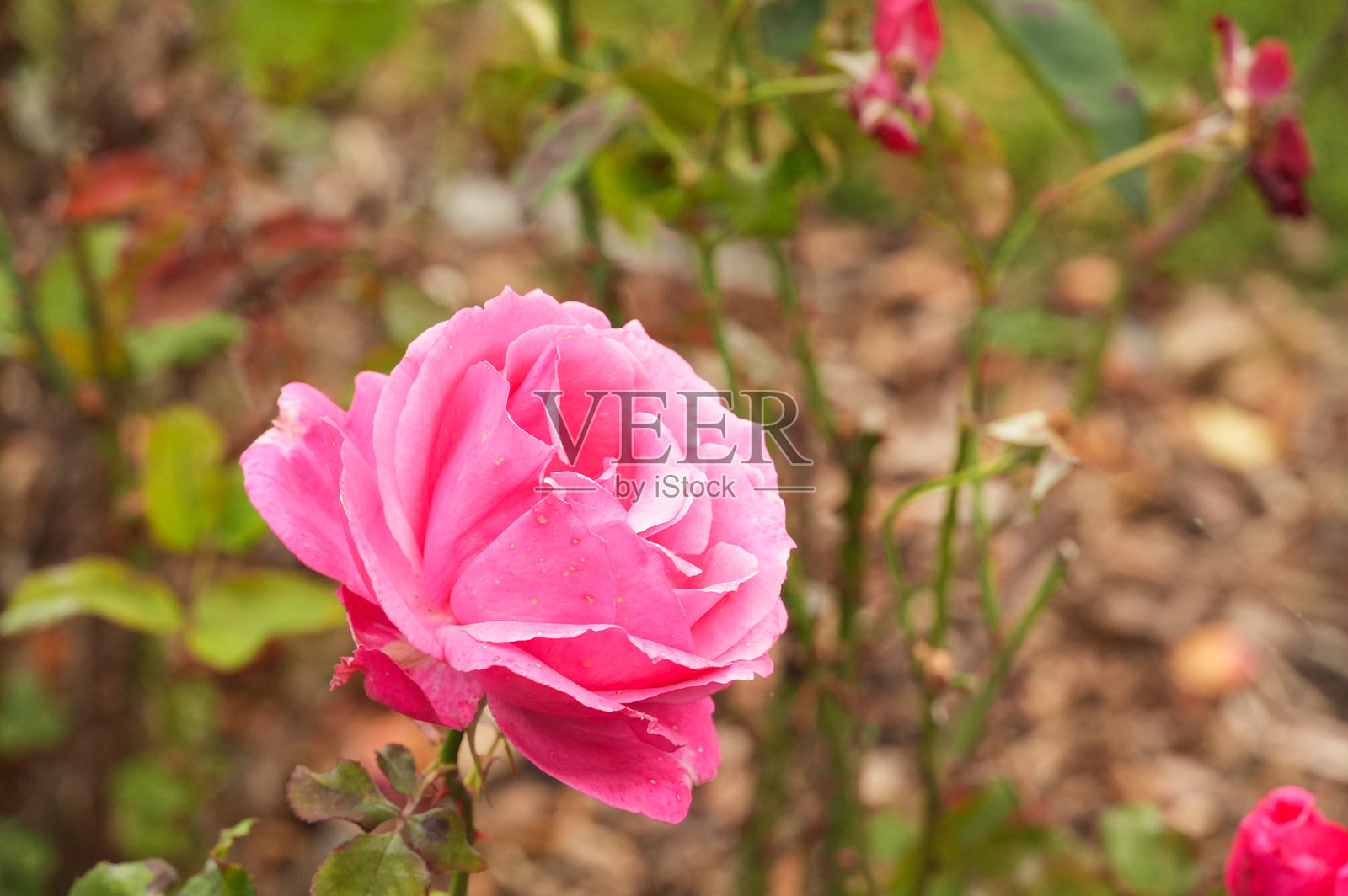 花园里的粉色玫瑰，柔焦效果照片摄影图片