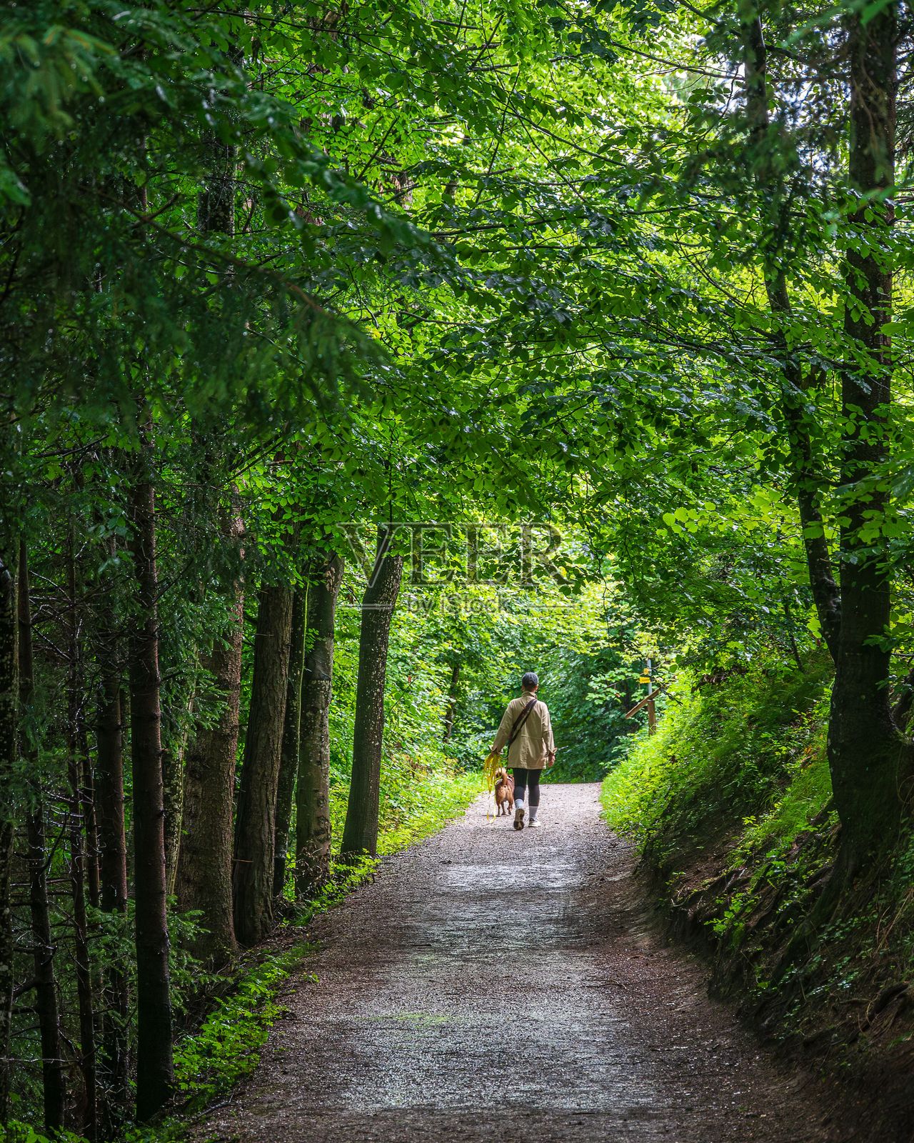 一个人在森林小径上遛狗照片摄影图片
