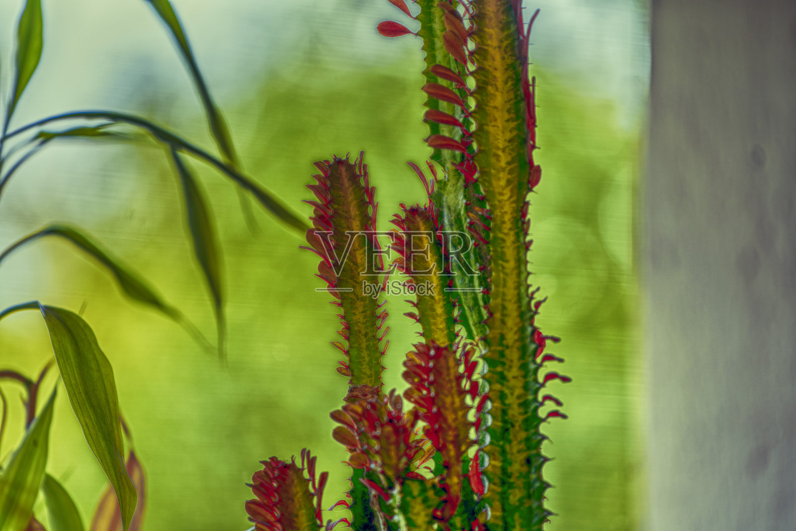 室内植物，奇幻氛围照片摄影图片