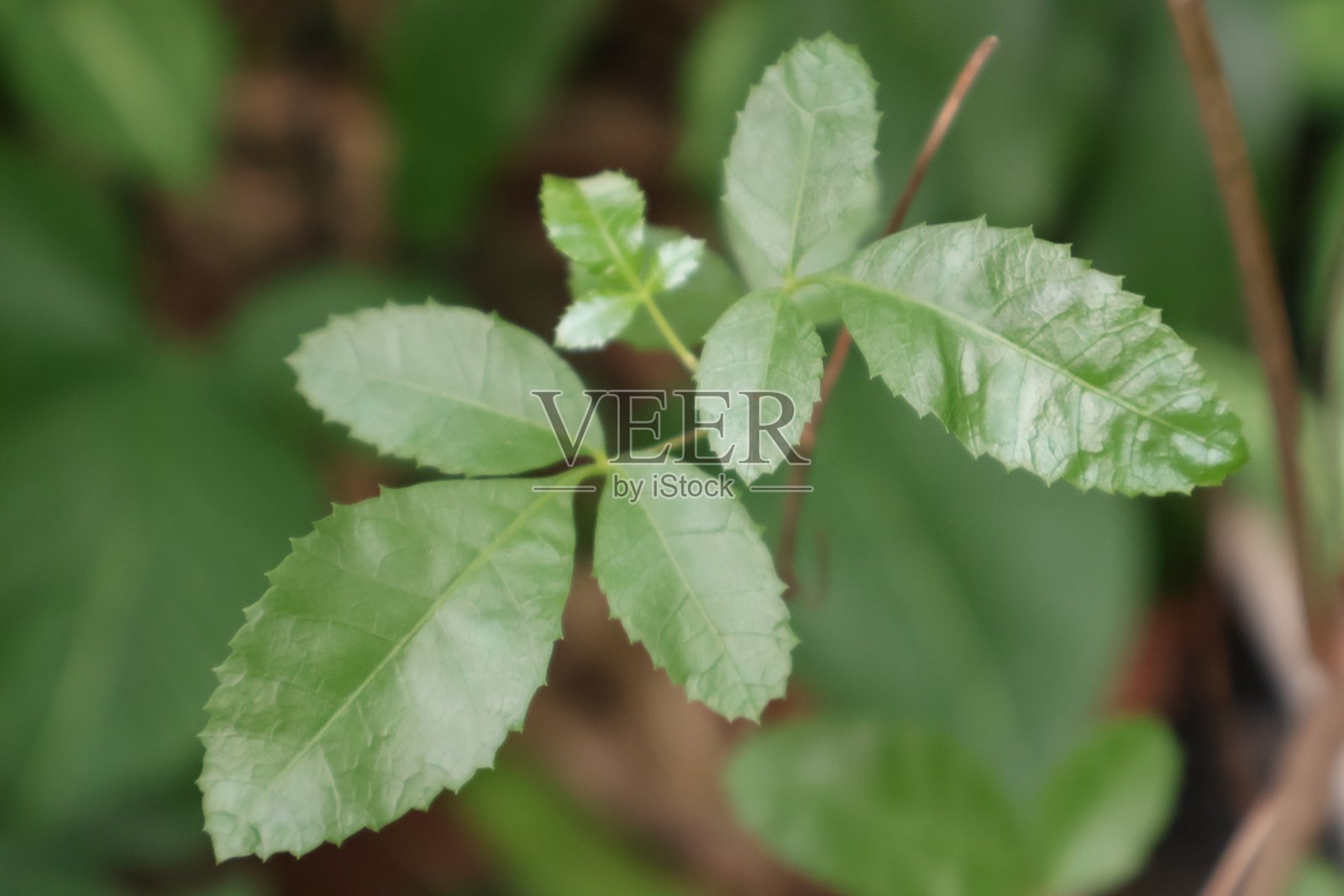 绿叶植物，叶片精致，在自然栖息地茁壮成长，枝繁叶茂，非常适合自然主题项目或健康内容。照片摄影图片