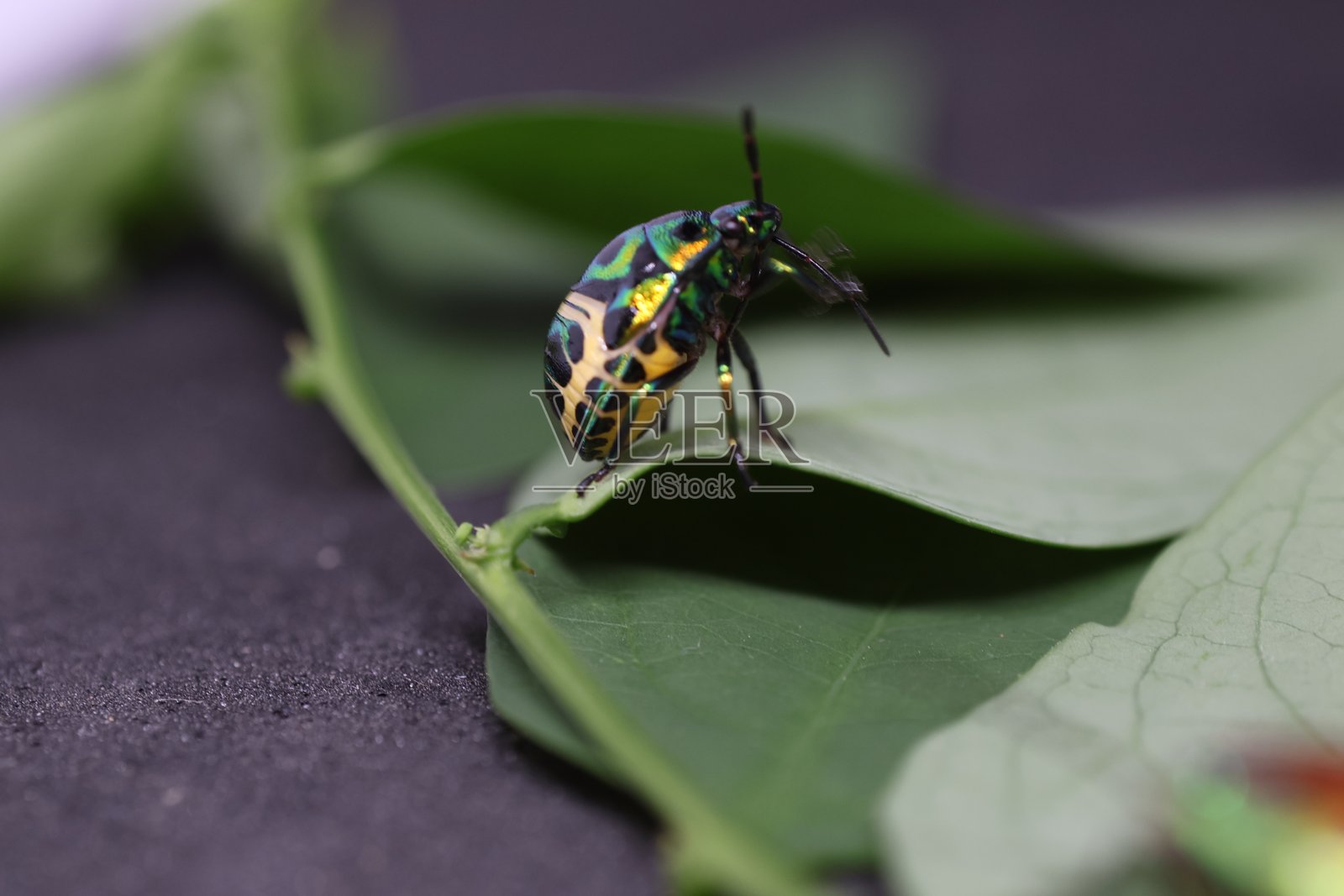 一只绿色的青蛙栖息在充满活力的绿色叶子上，展示出精美的细节和色彩，非常适合自然和野生动物主题。照片摄影图片