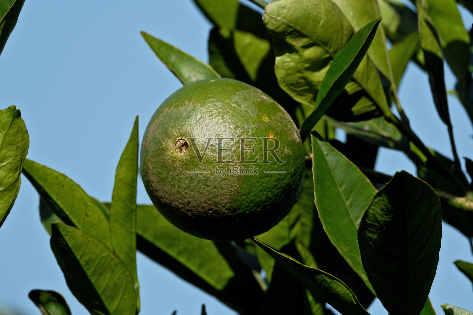 花园里的橘子树上长着绿橘子，库存照片。长着绿叶的橘子树上的柑橘类水果照片摄影图片