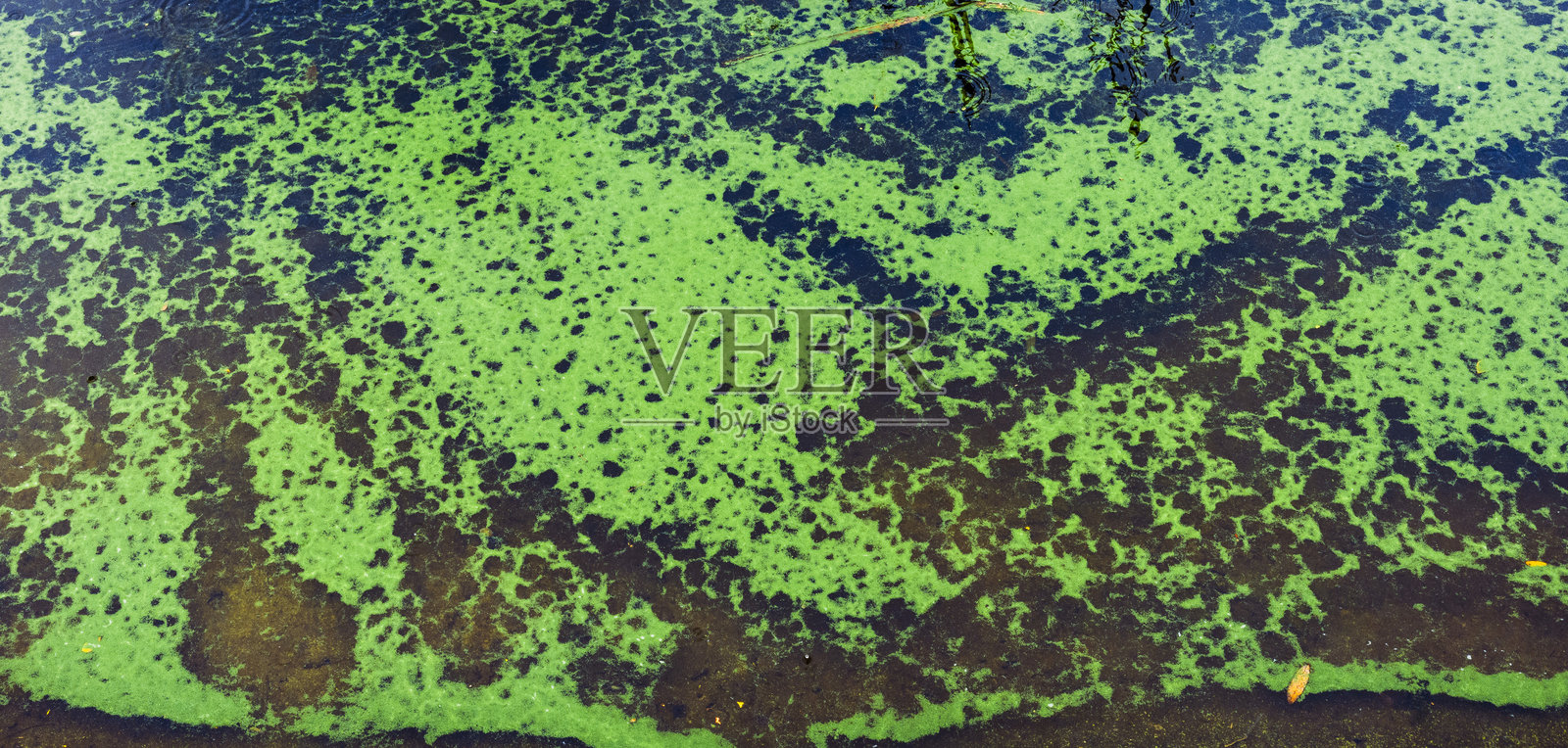 水面出现大范围的藻类水华，形成充满活力的绿色有机图案，表明水生环境富营养化和生态失衡照片摄影图片