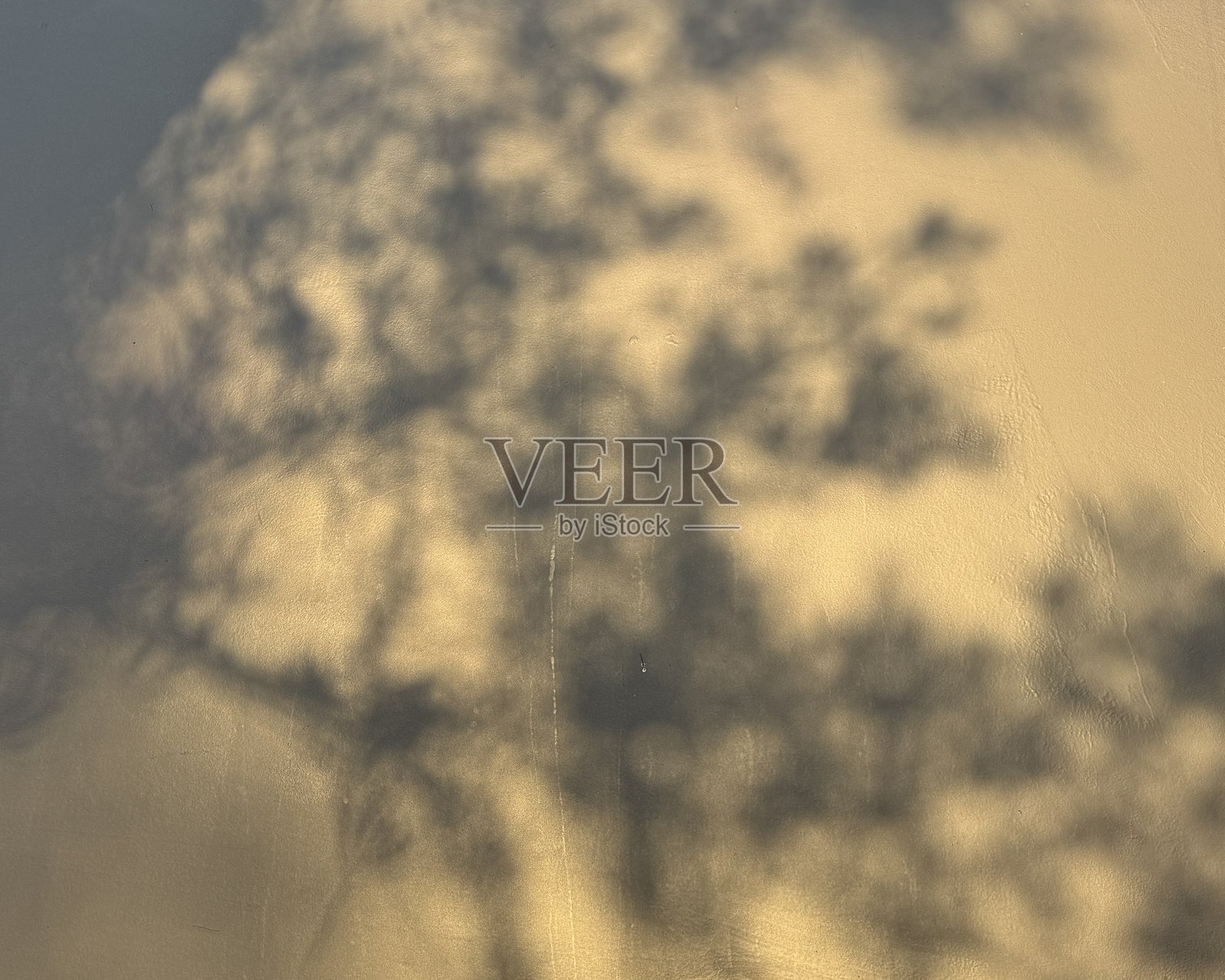 金色时段光线下投射在墙上的自然启发式树影照片摄影图片