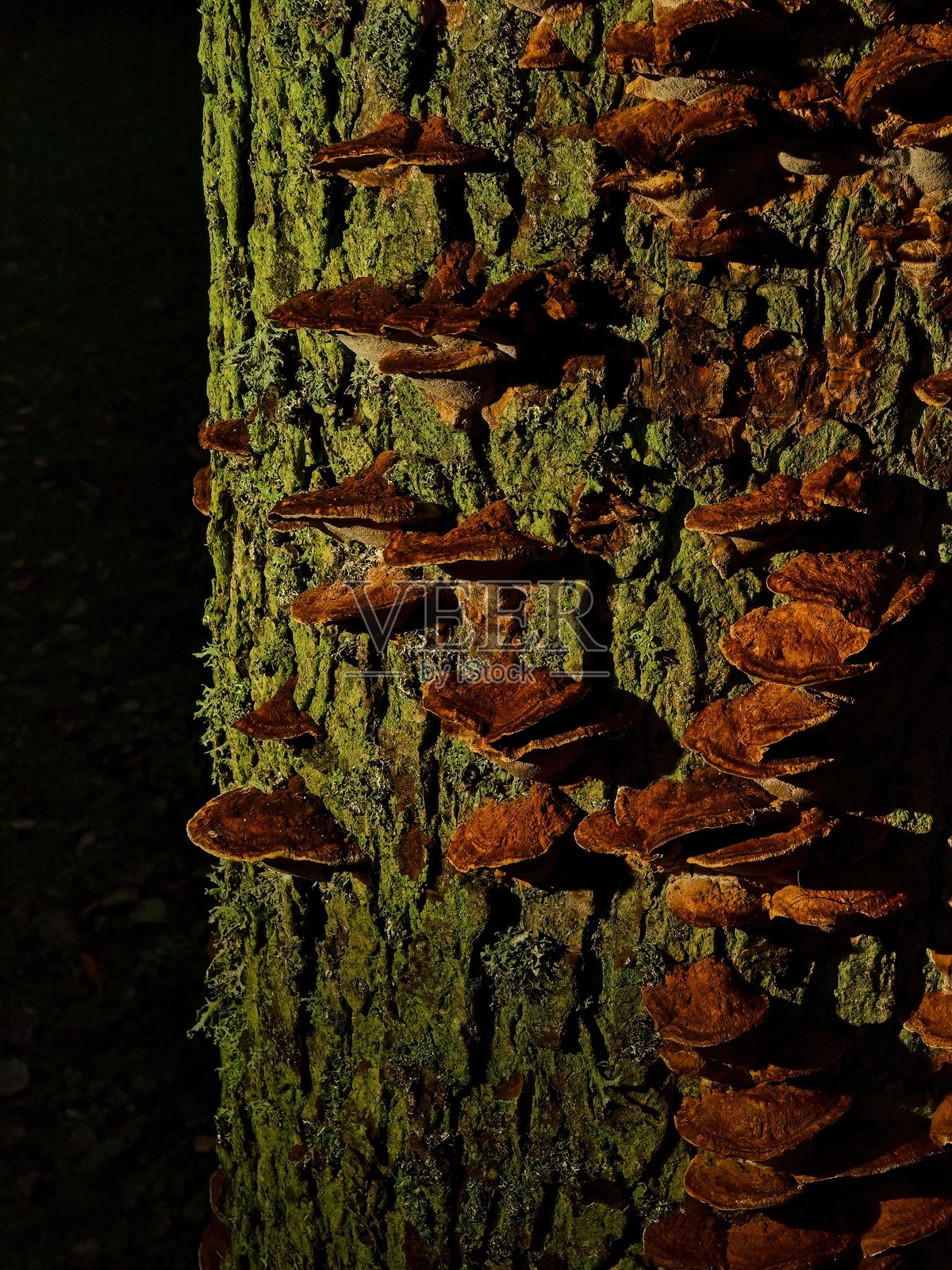 森林中，褐色的木耳菌生长在覆盖着苔藓的树干上，特写镜头。温暖的光线照亮了树皮、蘑菇和绿色苔藓的精细纹理。秋季自然背景，带有野生木菌和有机纹理。照片摄影图片