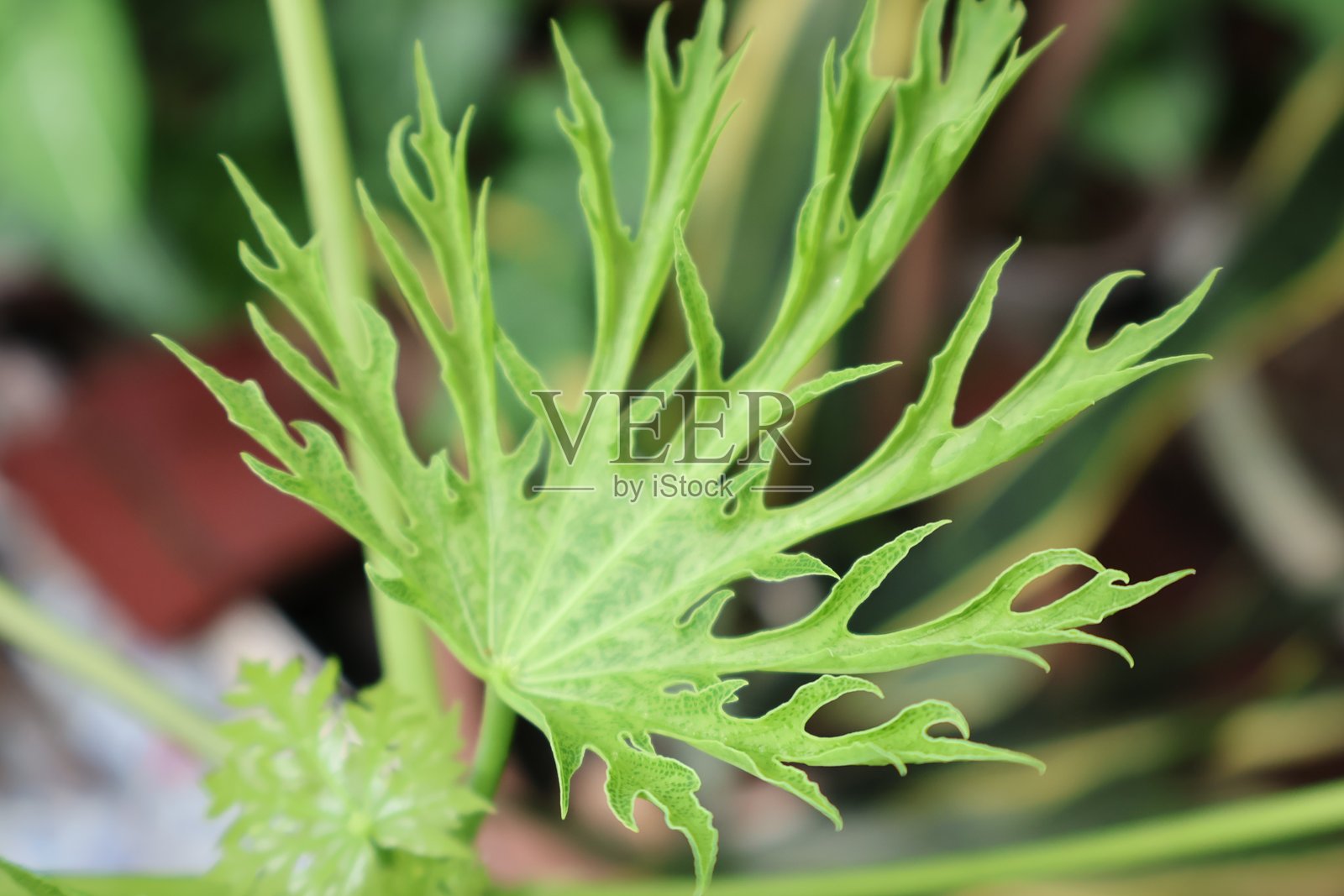 郁郁葱葱的多肉植物，叶片饱满且带有尖刺，色彩鲜艳，非常适合自然主题和清新家居装饰，画面简洁无干扰。照片摄影图片