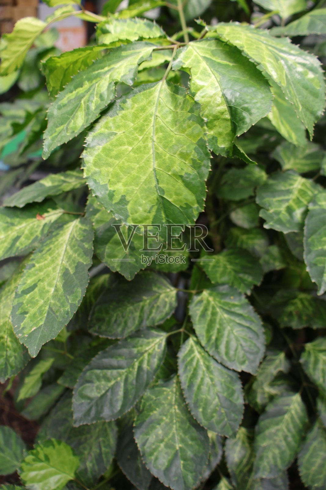 郁郁葱葱的绿叶特写，充满生机的叶子，纹理丰富，非常适合自然主题的项目和背景。照片摄影图片