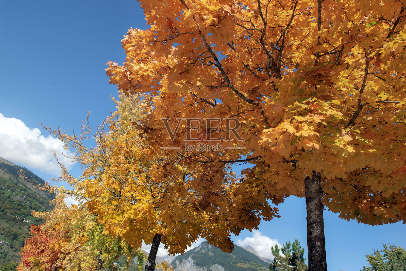 阳光照耀下，枫树呈现出鲜艳多彩的美丽景象，远景是连绵的山脉。照片摄影图片