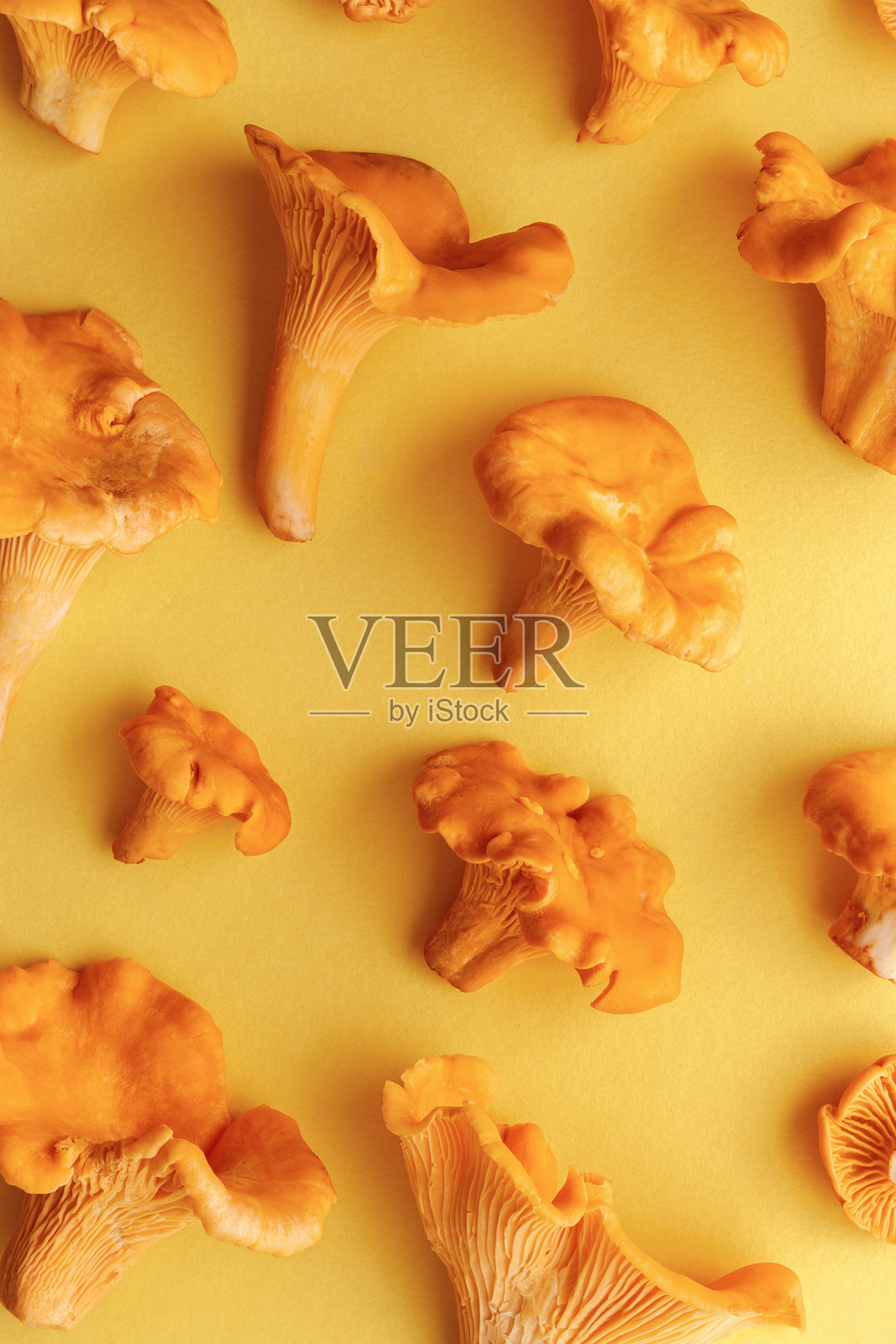 黑白风格的蘑菇图案，包含黄橙色可食用的新鲜鸡油菌，黄色背景，极简创意摄影。俯视视角，天然有机蔬菜食物，当代潮流，鲜艳的渐变色。照片摄影图片