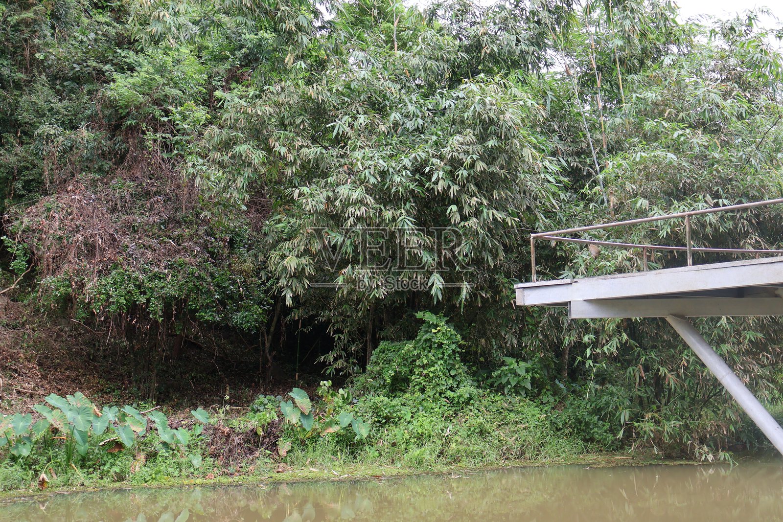 郁郁葱葱的河岸植被，茂密的树叶环绕着宁静的水道，非常适合自然主题的设计。照片摄影图片