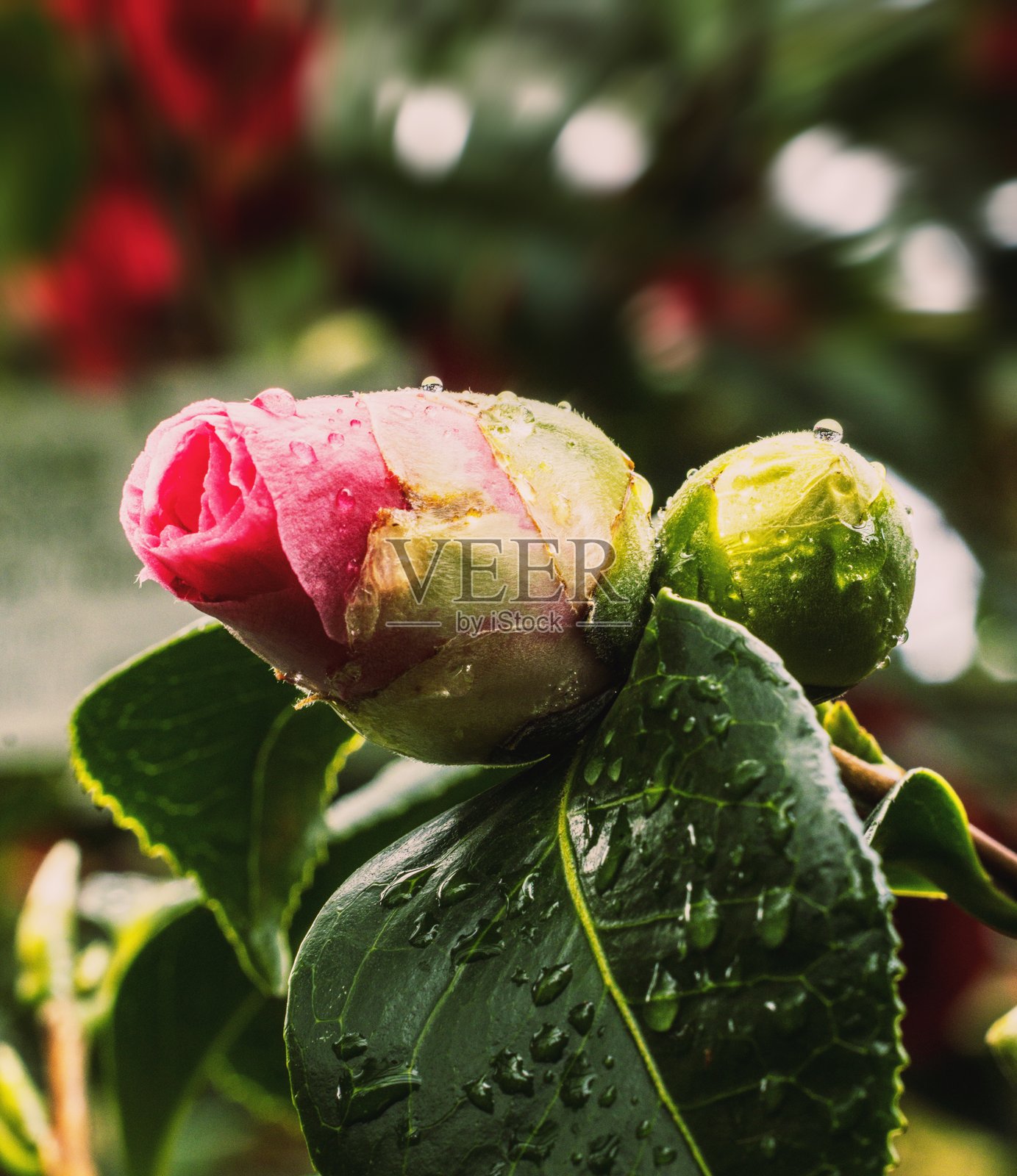 秋季盛开的山茶花的唯美微距镜头照片摄影图片