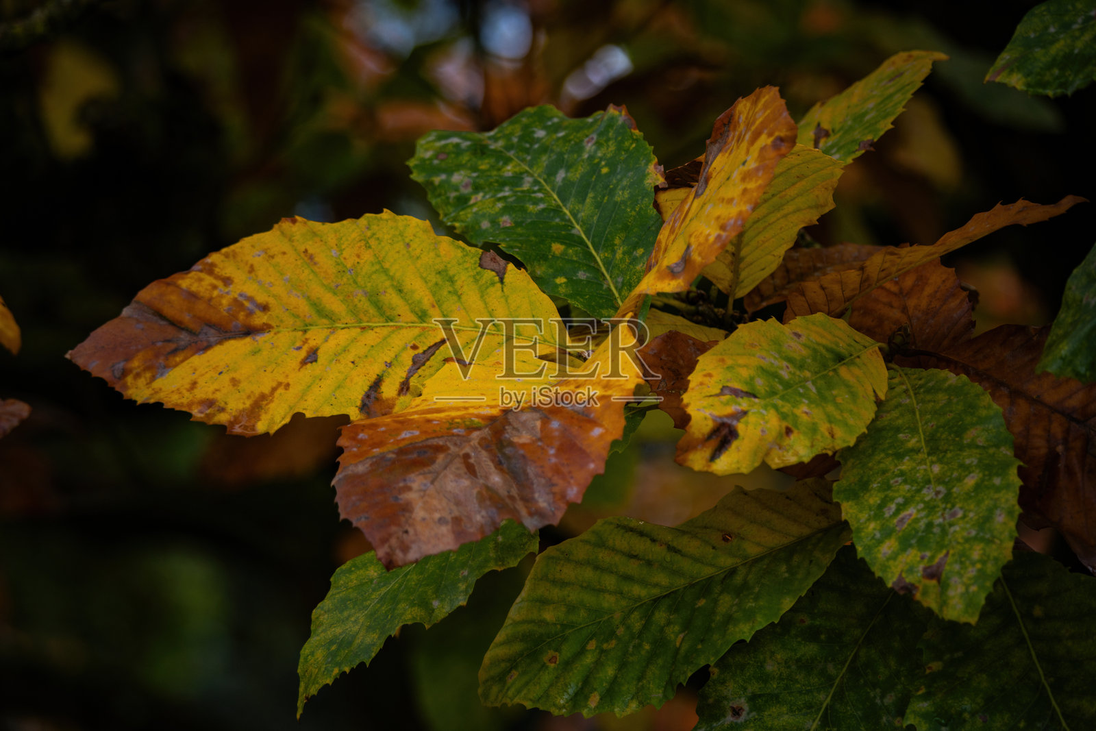 秋天的树木在鲜艳的色彩中构成一幅风景画照片摄影图片
