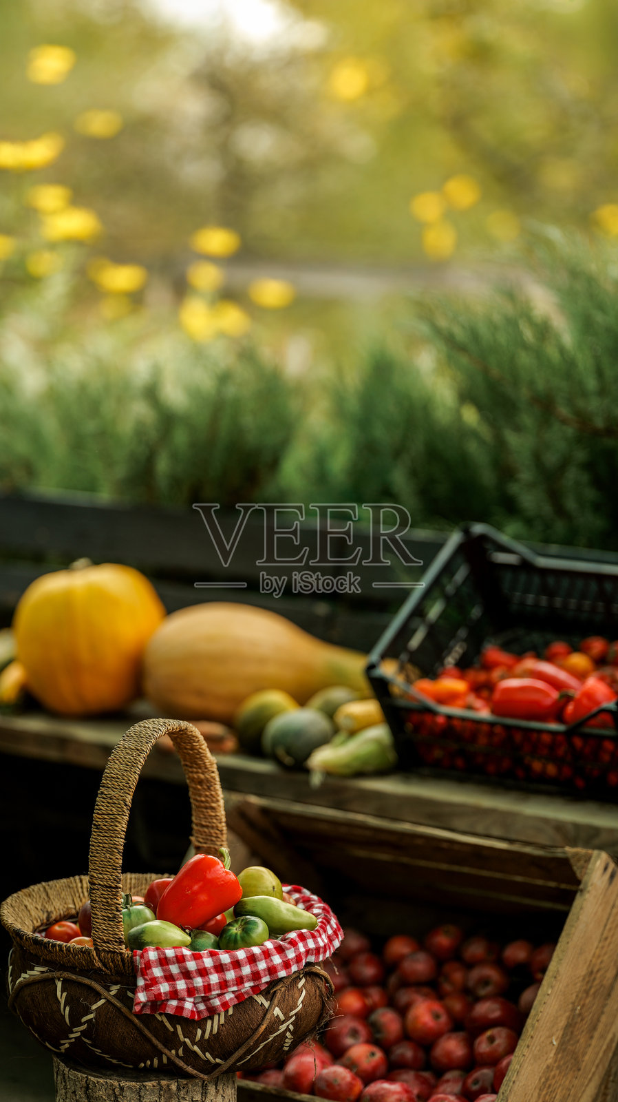 秋季在乡村环境中收获新鲜的蔬菜和水果。照片摄影图片