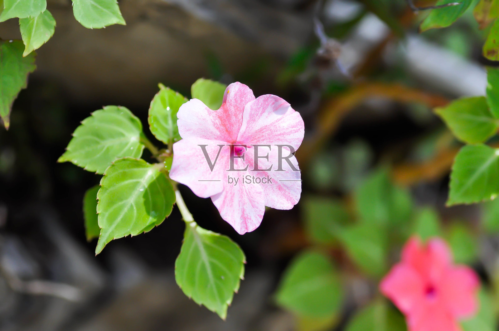 非洲凤仙花，又称“忙碌的丽兹”、“耐心植物”或“苏丹娜”，学名为Impatiens walleriana Hook f，属于凤仙花科，为粉红色的非洲凤仙花。照片摄影图片