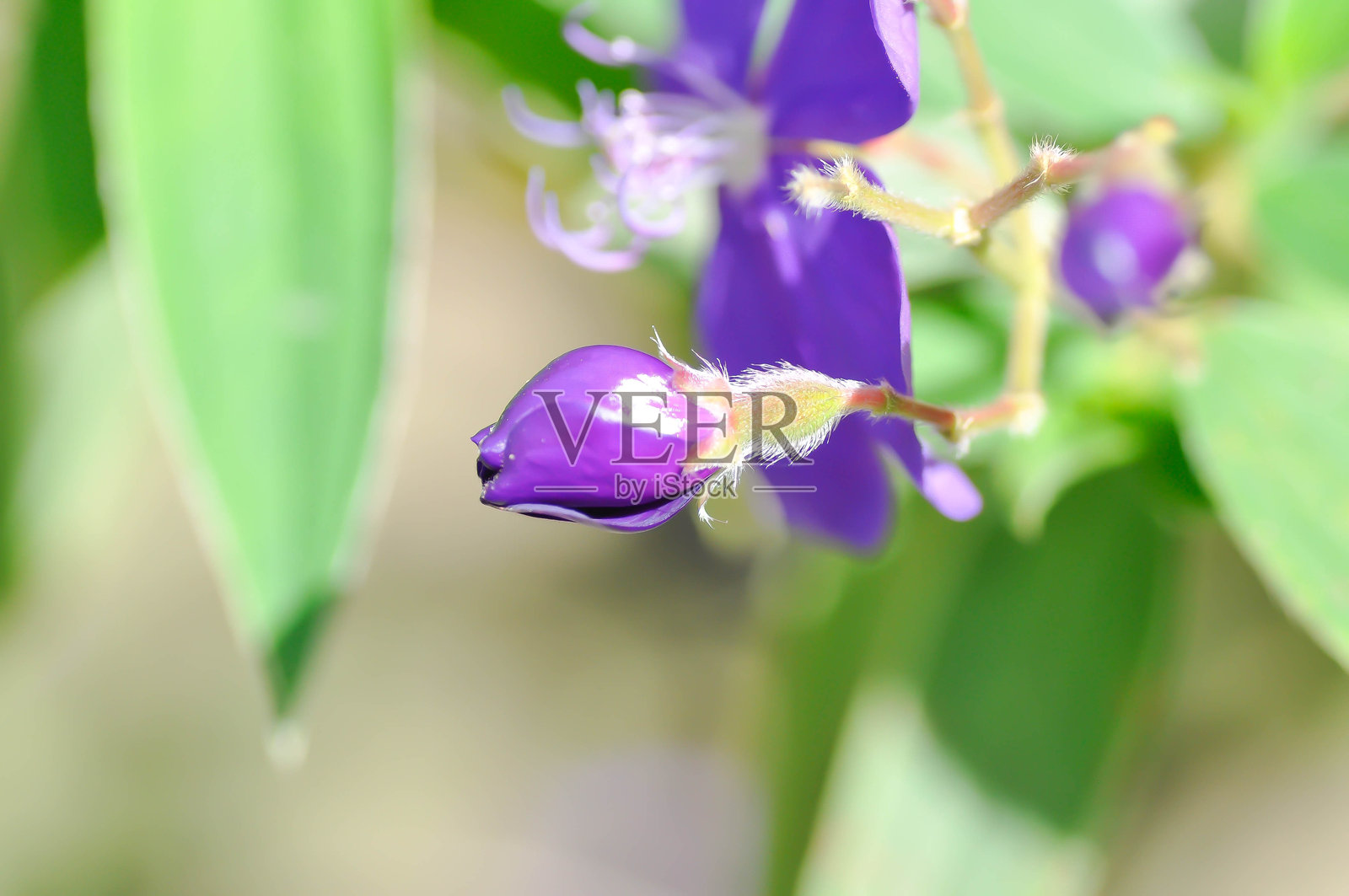 印度杜鹃，马巴尔野牡丹或野牡丹科或星毛岩青兰或紫花照片摄影图片