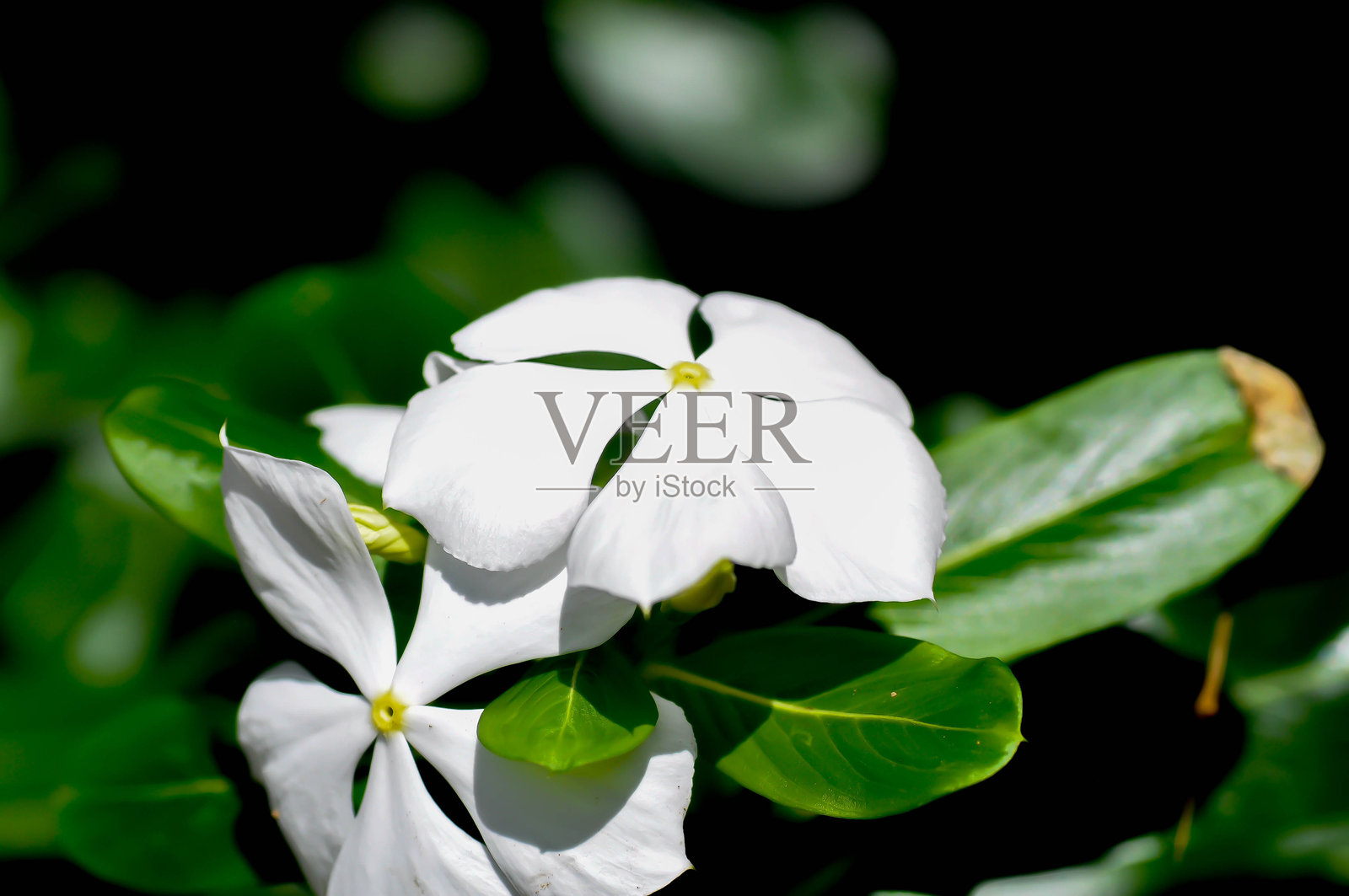 长春花，夹竹桃科，又名日日春、长春花、三万年青、万万花、长春老妇、白花照片摄影图片