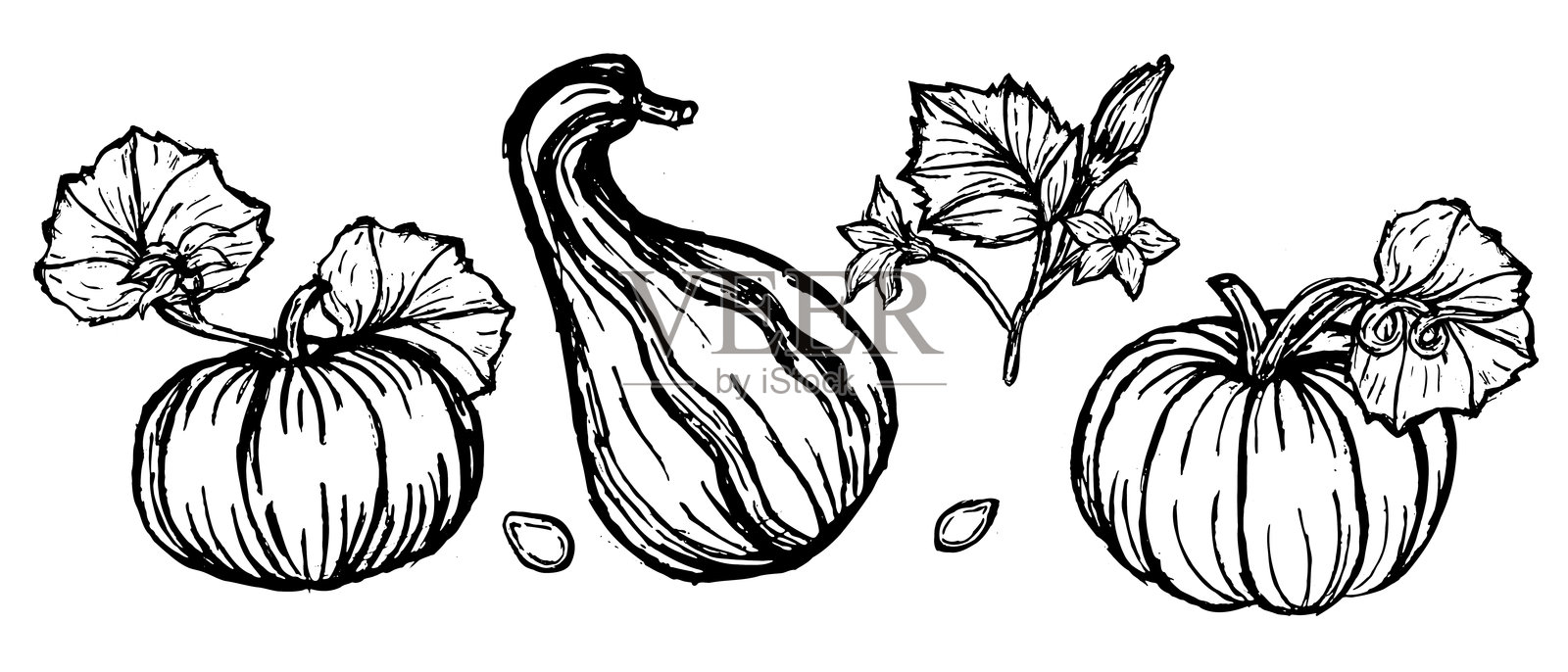 南瓜手绘线条画，带有复古风格的叶子，适合感恩节插画图片素材