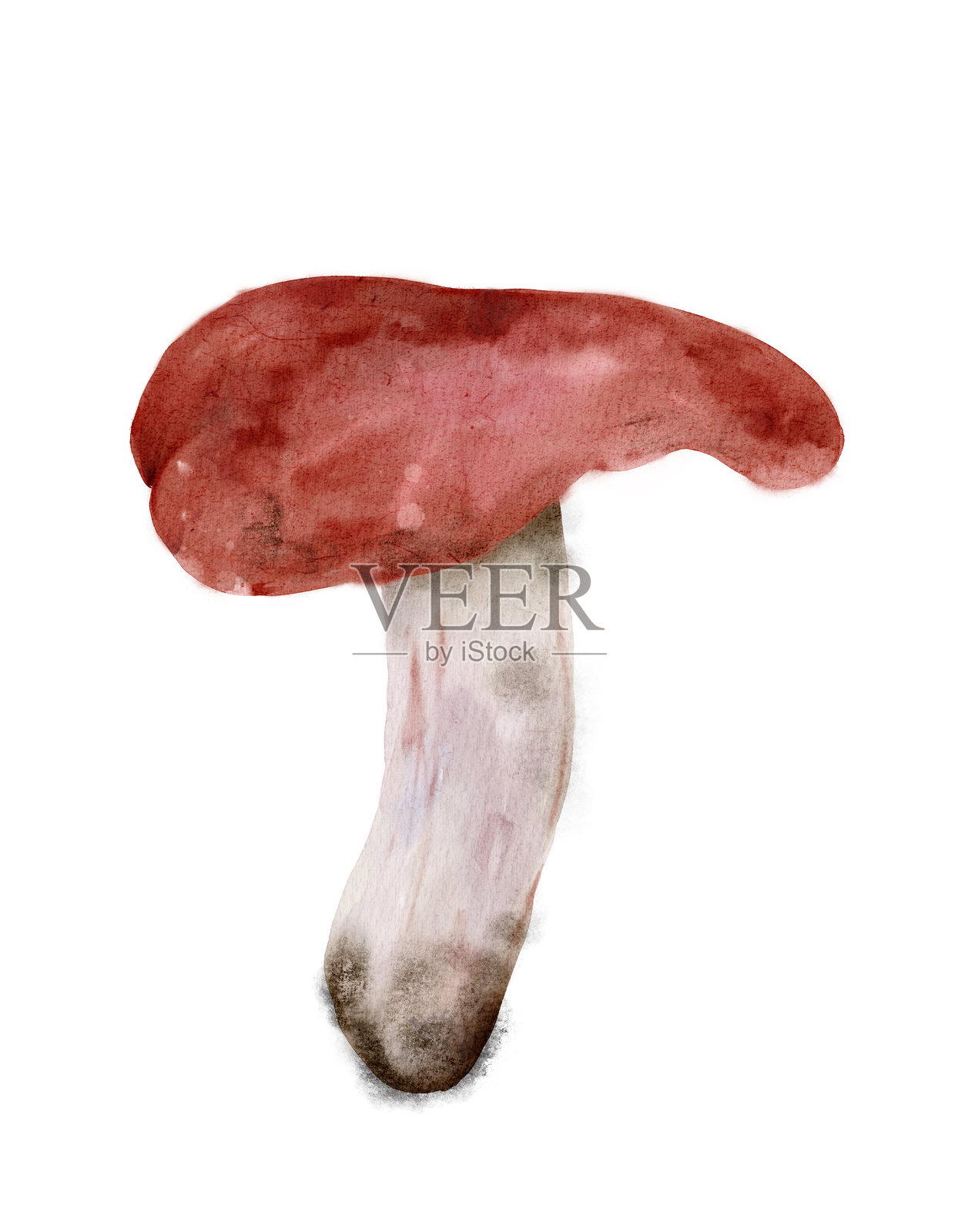 一幅描绘自然界中发现的独特蘑菇物种的水彩插画插画图片素材