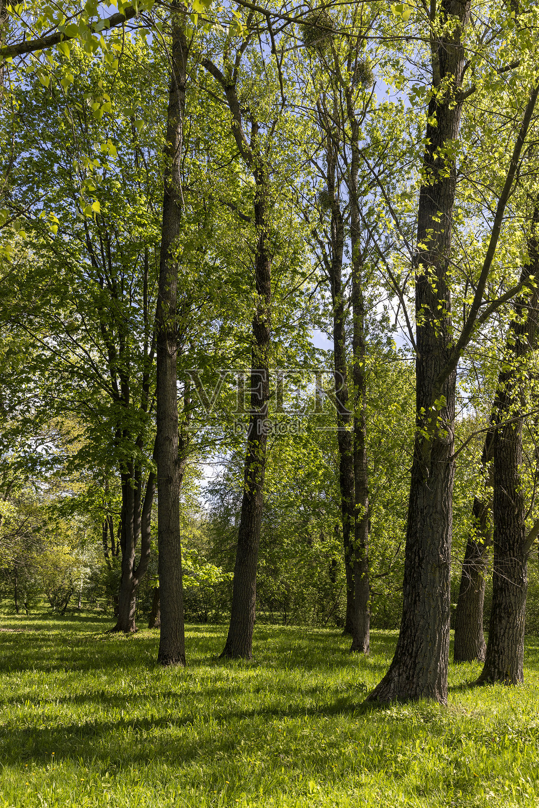 绿色的草地和树木初生的春季叶子，美丽的春季自然风光，绿意盎然的植被照片摄影图片