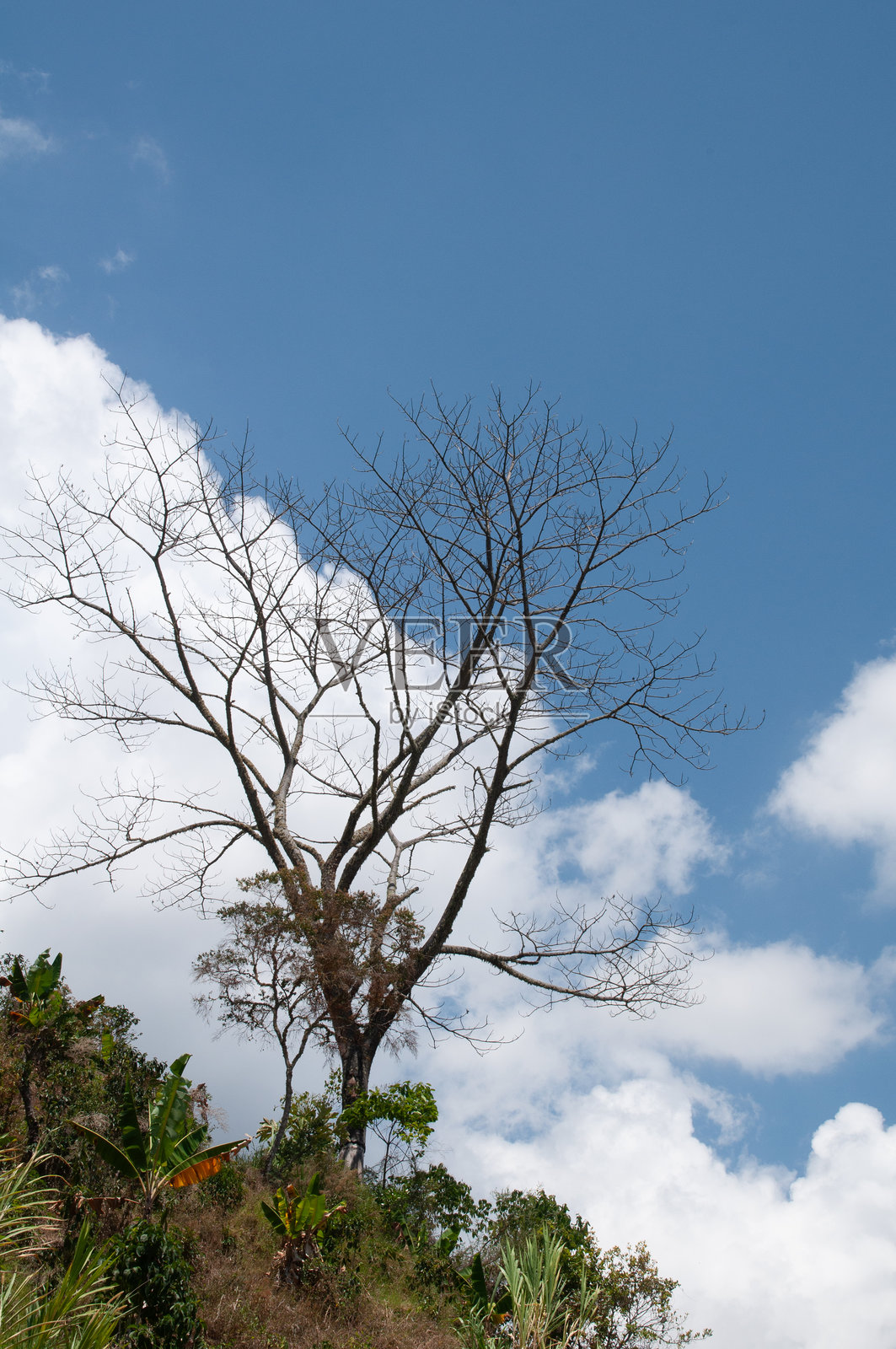 光秃秃的树枝在蓝天下照片摄影图片
