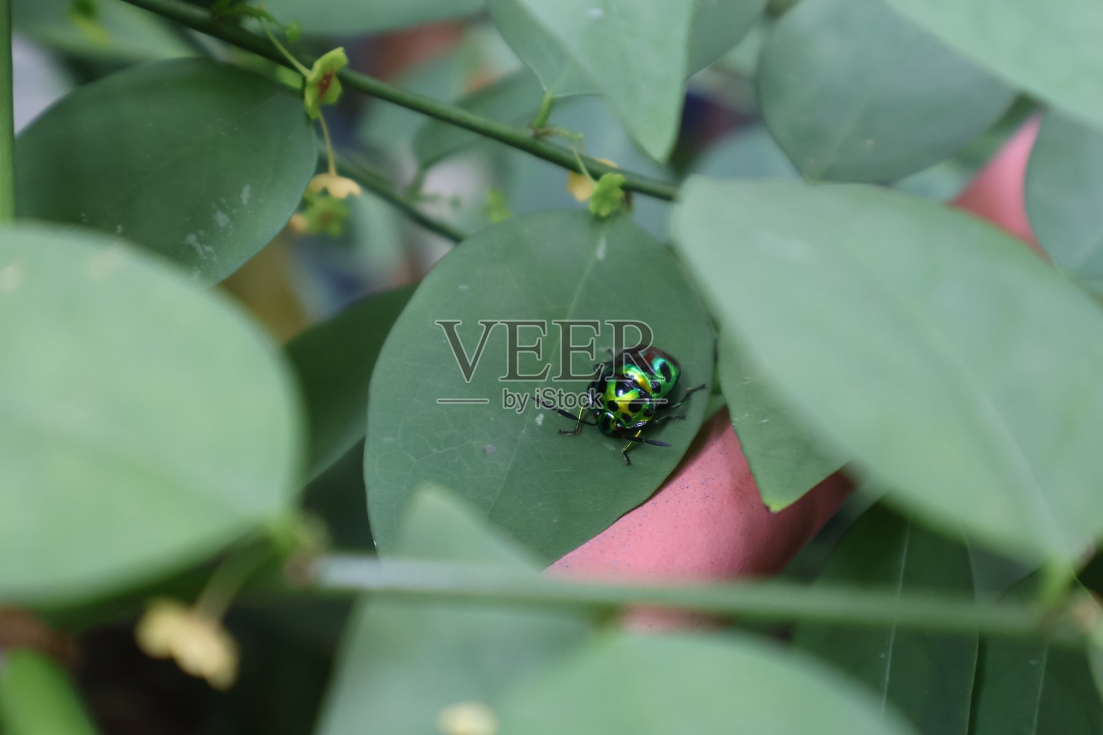 郁郁葱葱的绿色叶子，隐藏着粉红的花蕾，生机勃勃的自然环境，彰显着大自然的生长与美丽。照片摄影图片