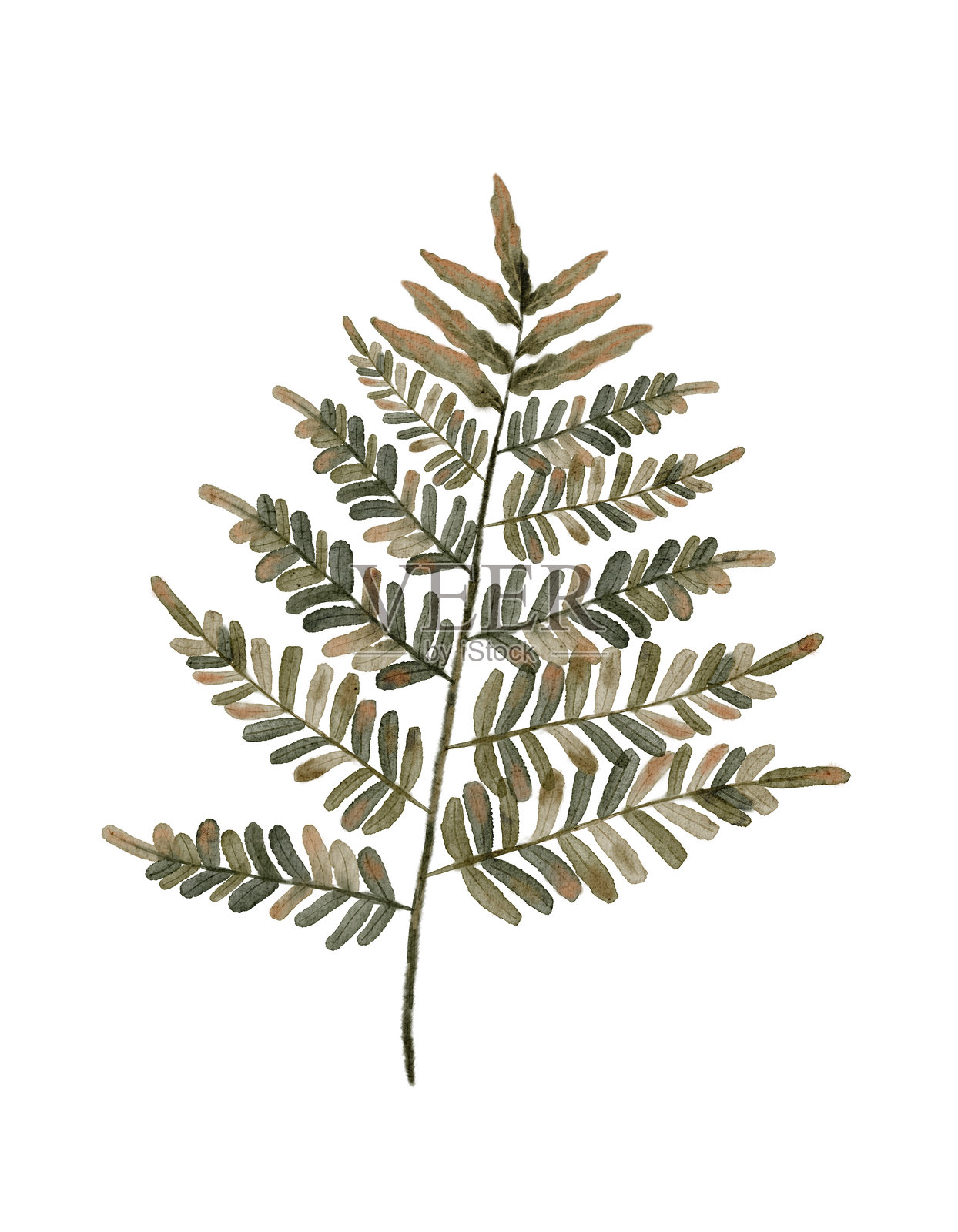 一幅优雅的植物插画，细致地描绘了一片美丽的蕨类植物叶子插画图片素材