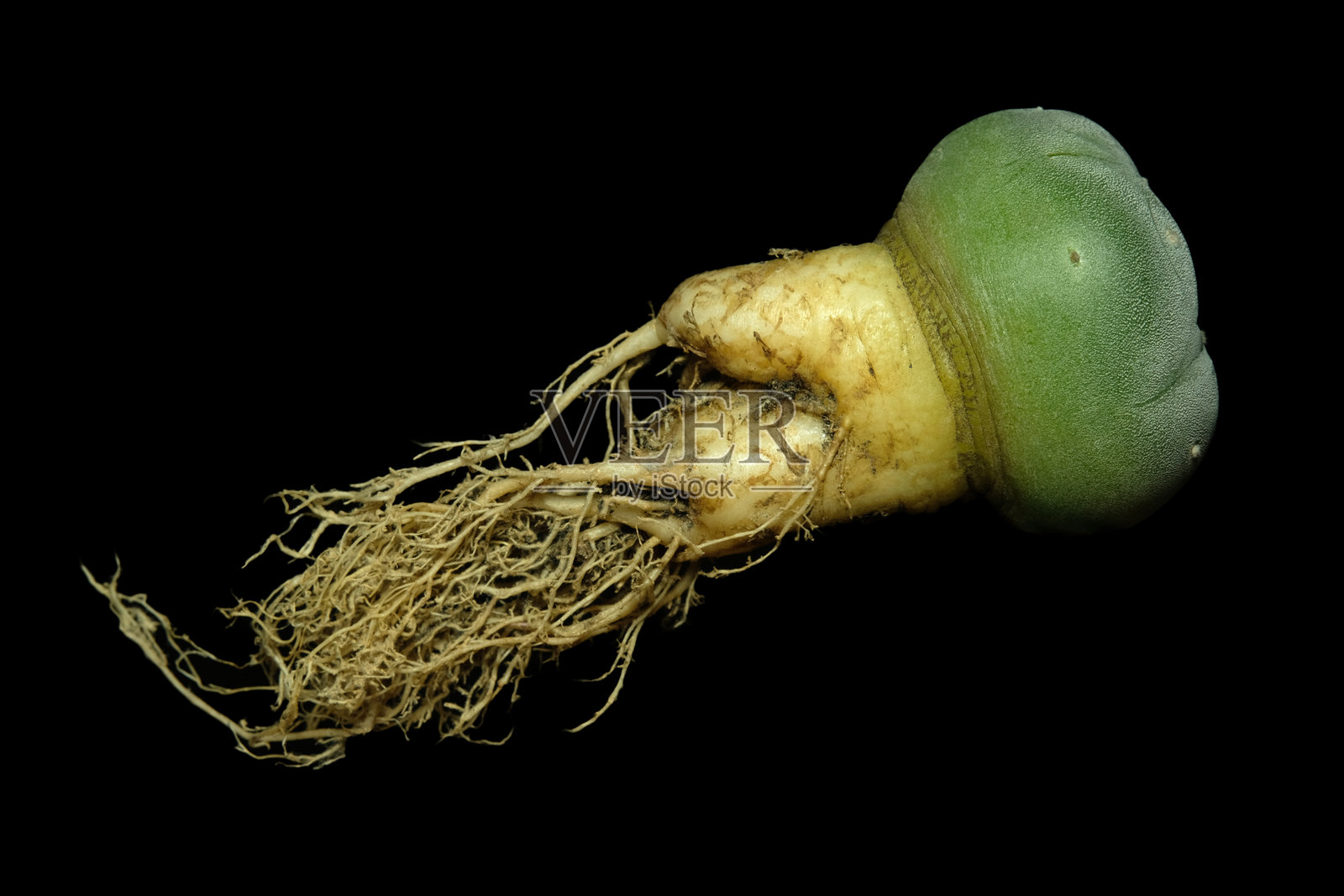 侧视图，显示了Lophophora williamsii var. Fricii Tanenaga Ooibo的各个部分，黑色背景下孤立展示。照片摄影图片